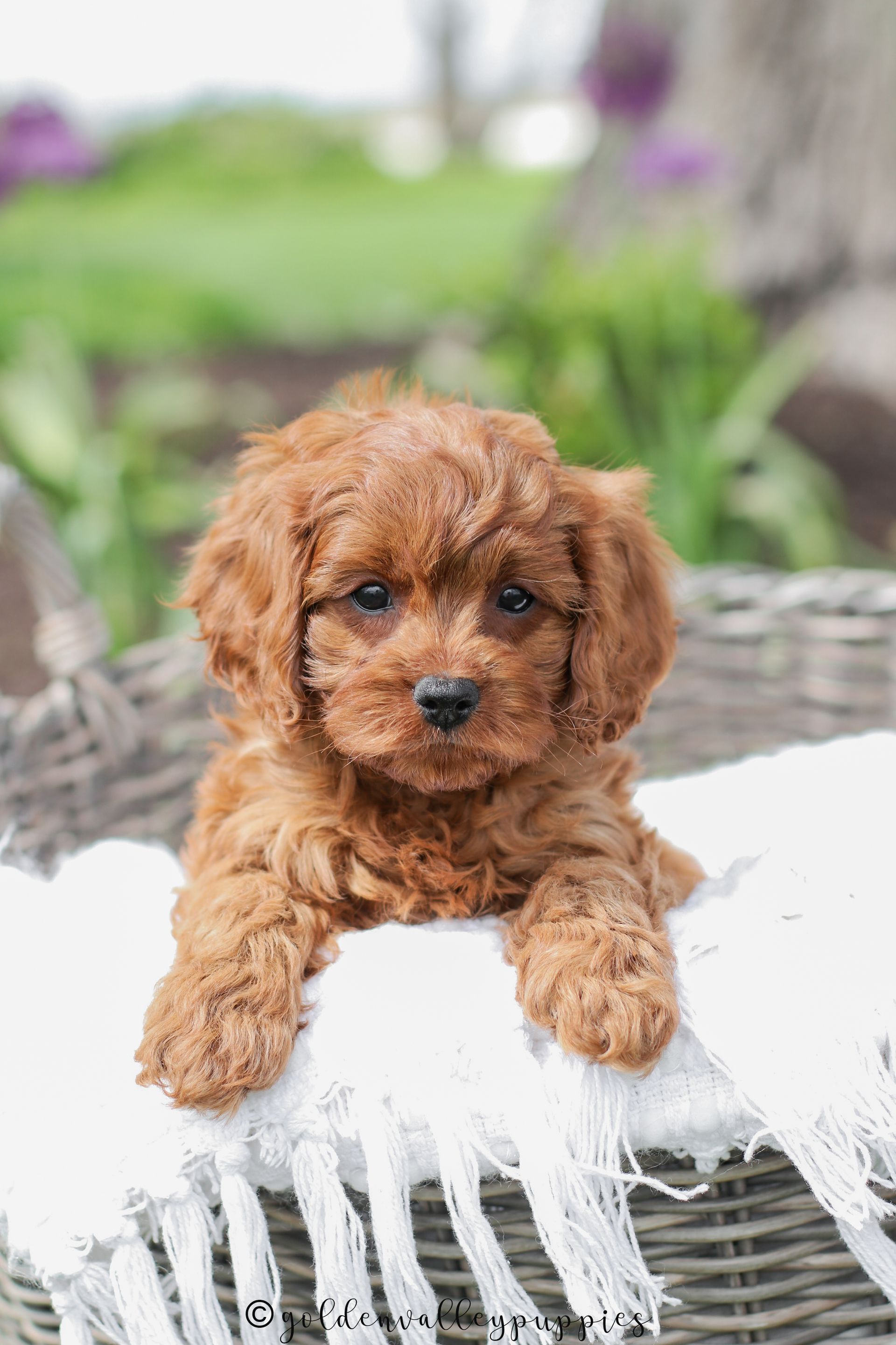 Brown cavapoo puppy for sale resting on a white woven blanket outdoors with a blurred green garden background