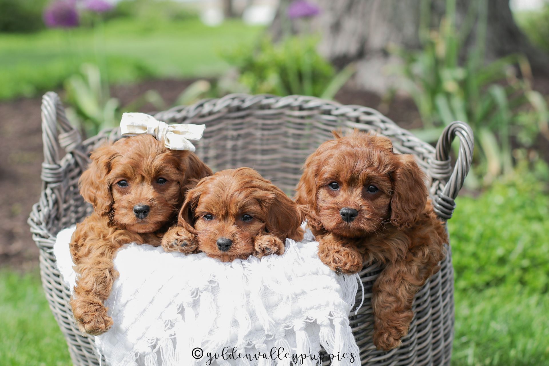 Three curly-haired cavapoo puppies peeking out of a gray wicker basket outdoors