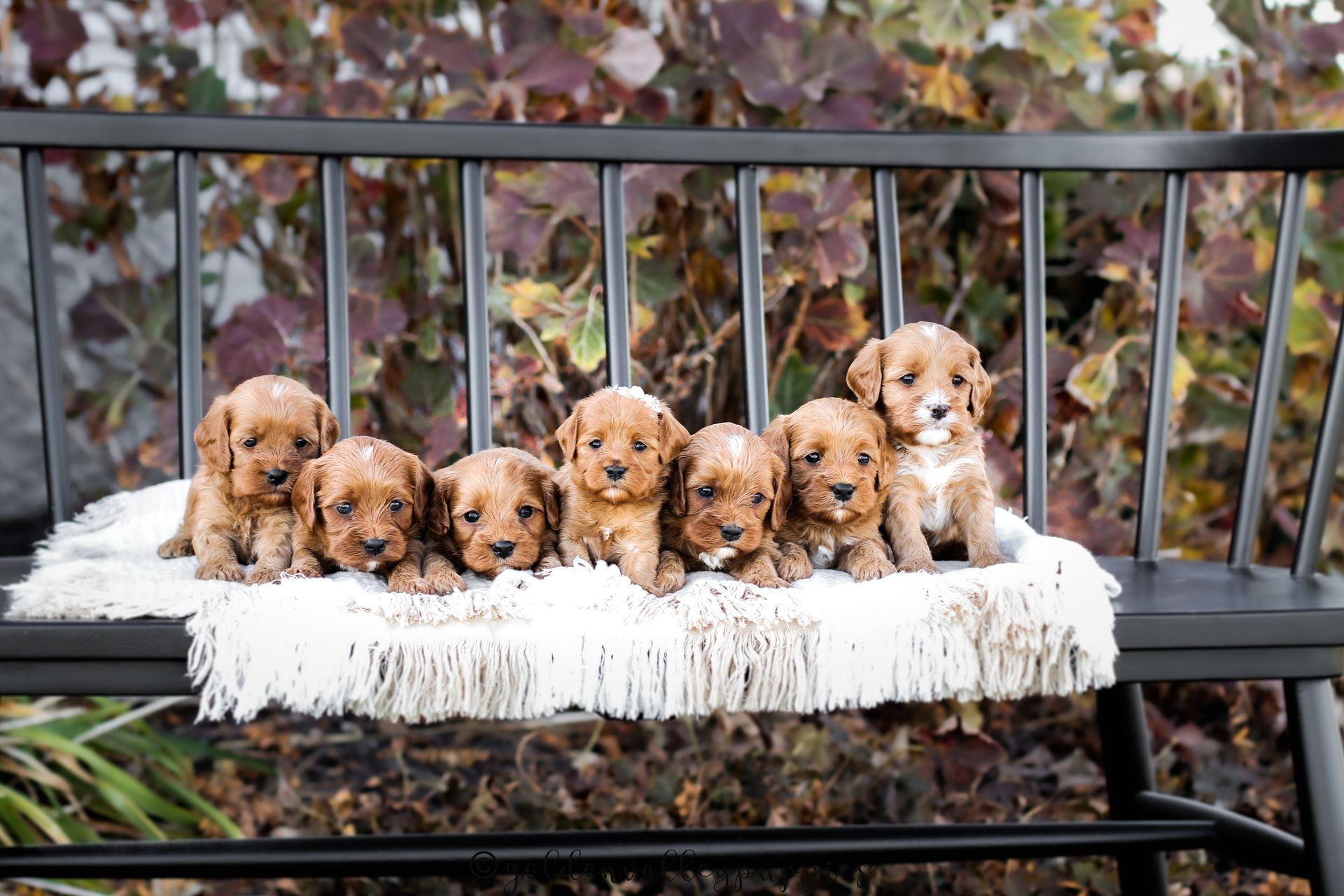 Cavapoo Puppies, Cavapoo Puppy, Cavapoo Puppies for sale, Cavapoo Breeder, Puppies for sale, Cavapoo for sale near me