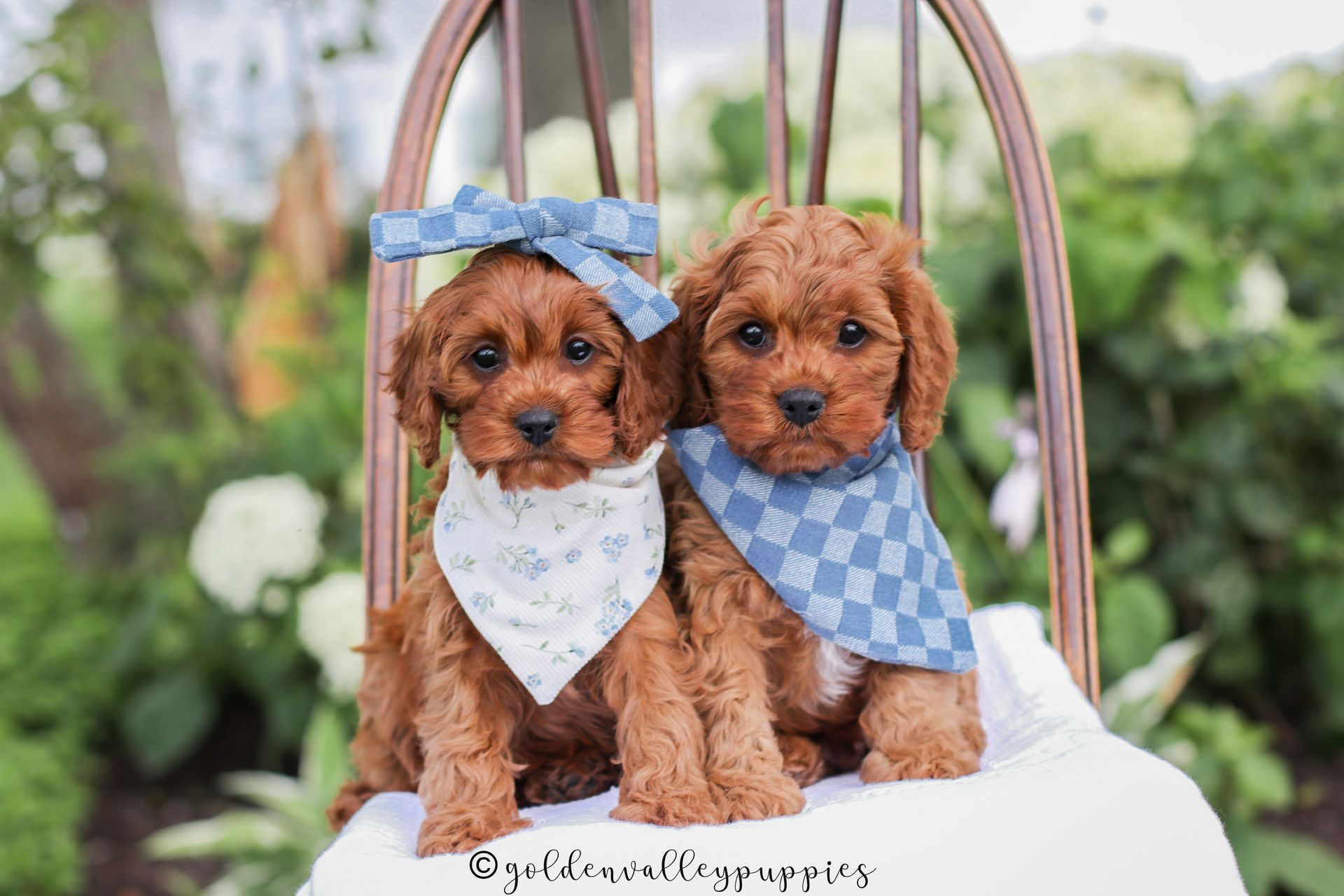 Cavapoo, Cavapoo puppy, cavapoo puppies for sale, Cavapoo for adoption, cavapoo breeder, cavapoo puppies for sale near me