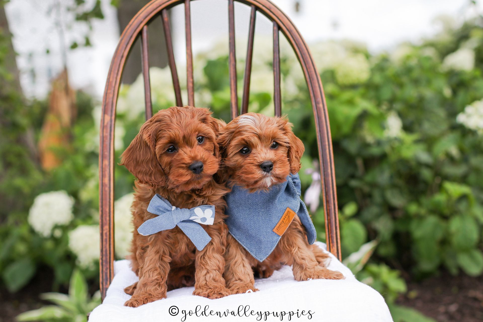 Cavapoo puppies for sale, Cavapoo for sale near me, Toy Cavapoo, Toy Cavapoo Puppies for sale, Available Cavapoo Puppy