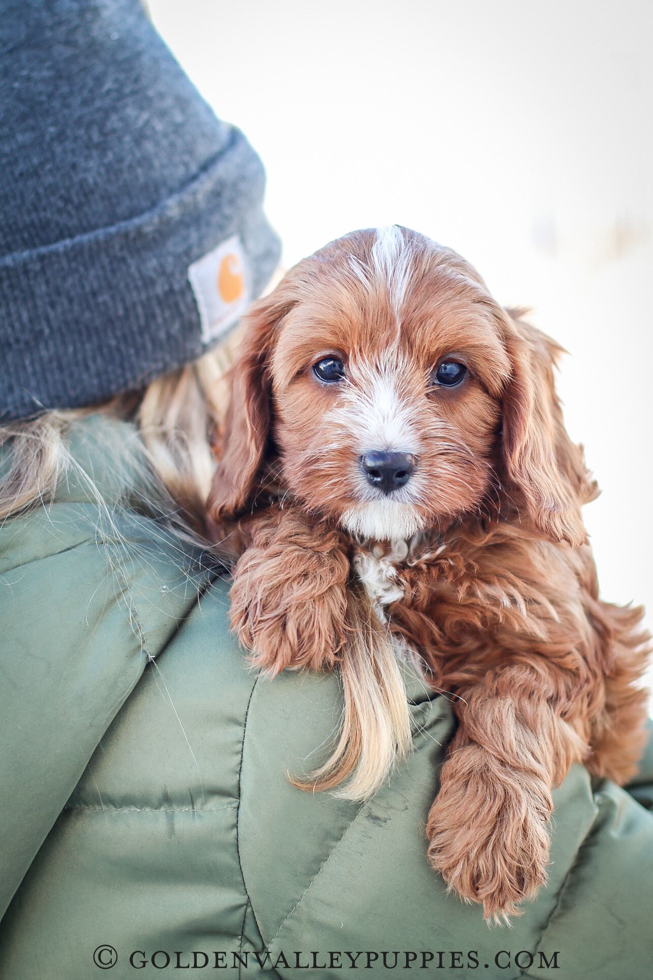 Cavapoo Puppies for sale, Cavapoo breeder, Cavapoo Puppy, Toy Cavapoo Puppies, Mini Cavapoo Puppies