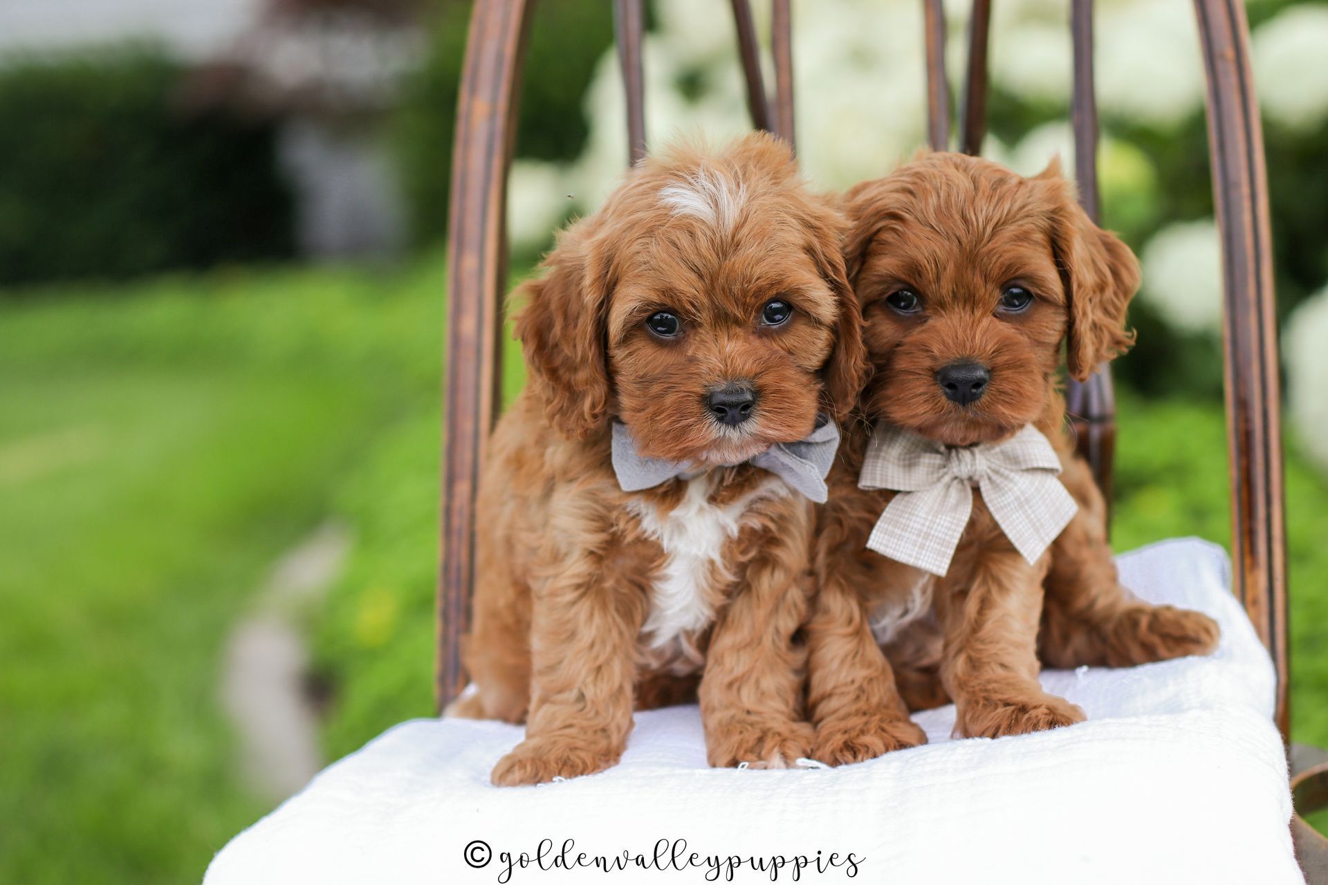 Cavapoo, Cavapoo puppy, cavapoo puppies for sale, Cavapoo for adoption, cavapoo breeder, cavapoo puppies for sale near me