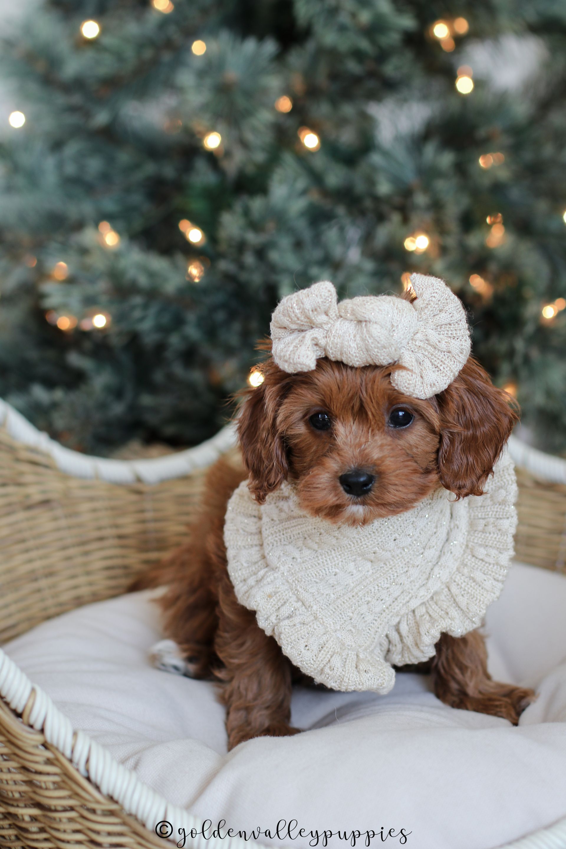 Small brown Cavapoo puppy in a cream knit sweater and bow, sitting on a cushion before a softly lit Christmas tree.