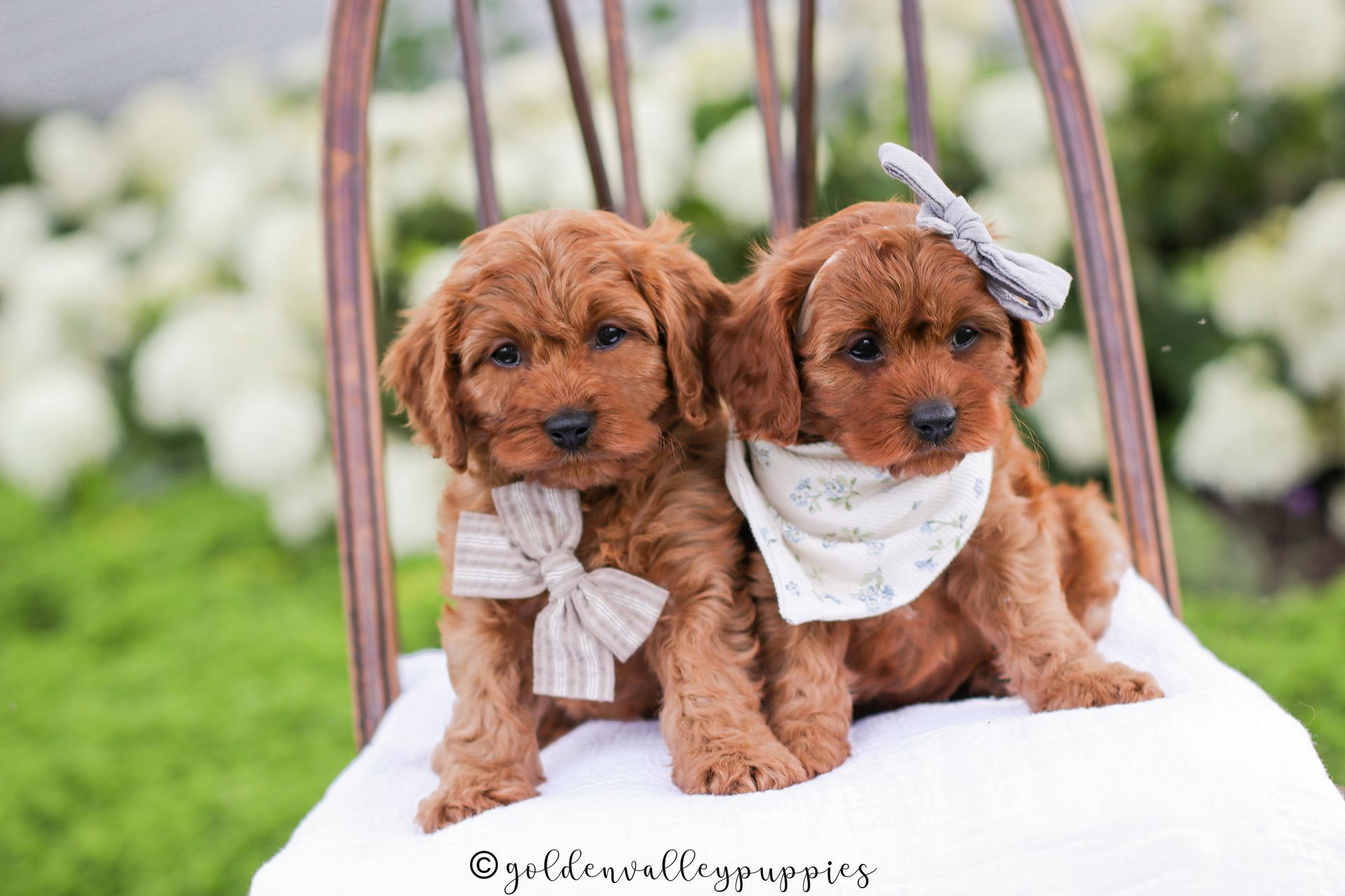 Cavapoo, Cavapoo puppy, cavapoo puppies for sale, Cavapoo for adoption, cavapoo breeder, cavapoo puppies for sale near me