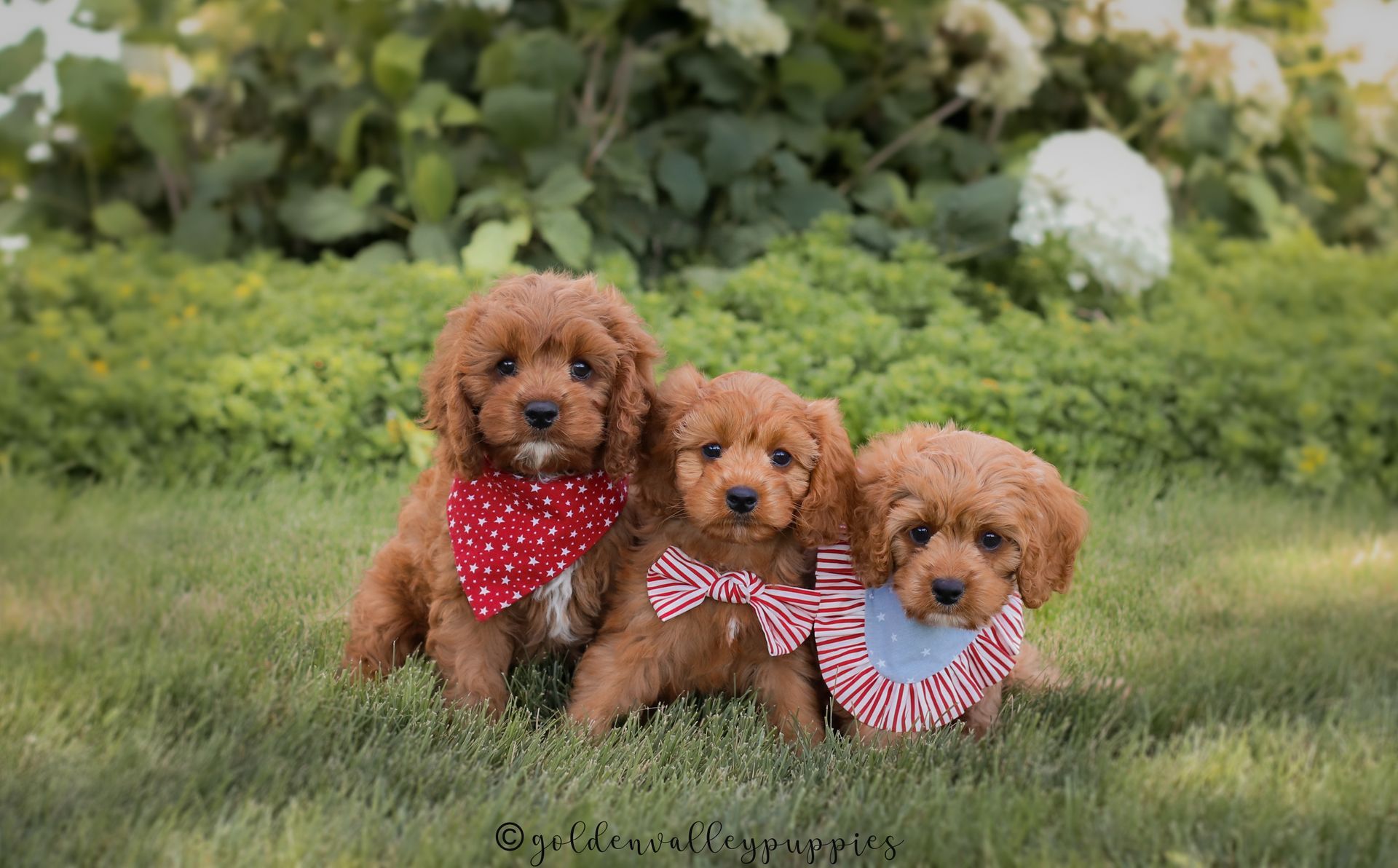 Cavapoo, Cavapoo puppy, cavapoo puppies for sale, Cavapoo for adoption, cavapoo breeder, cavapoo puppies for sale near me