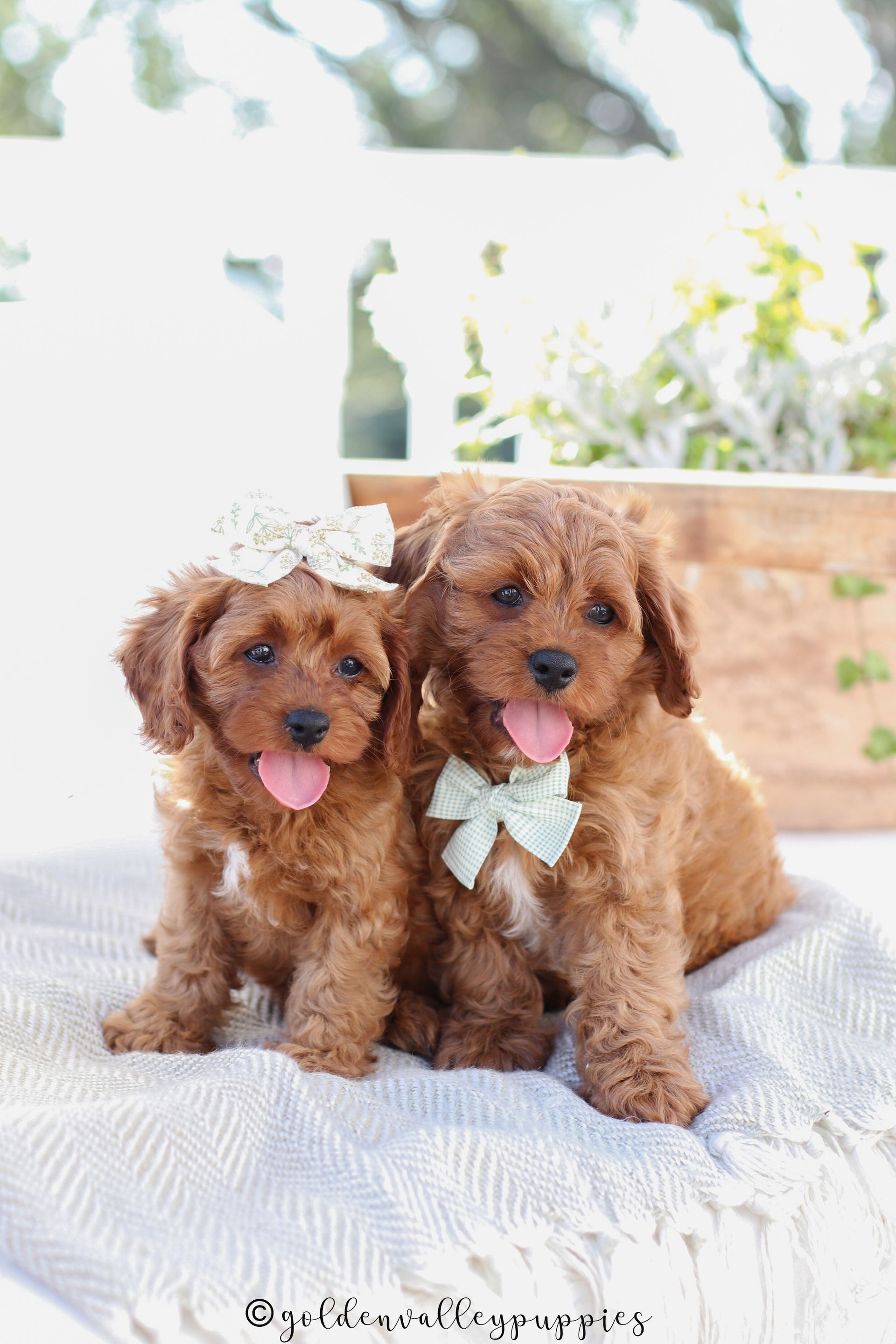 Cavapoo, Cavapoo puppy, cavapoo puppies for sale, Cavapoo for adoption, cavapoo breeder, cavapoo puppies for sale near me