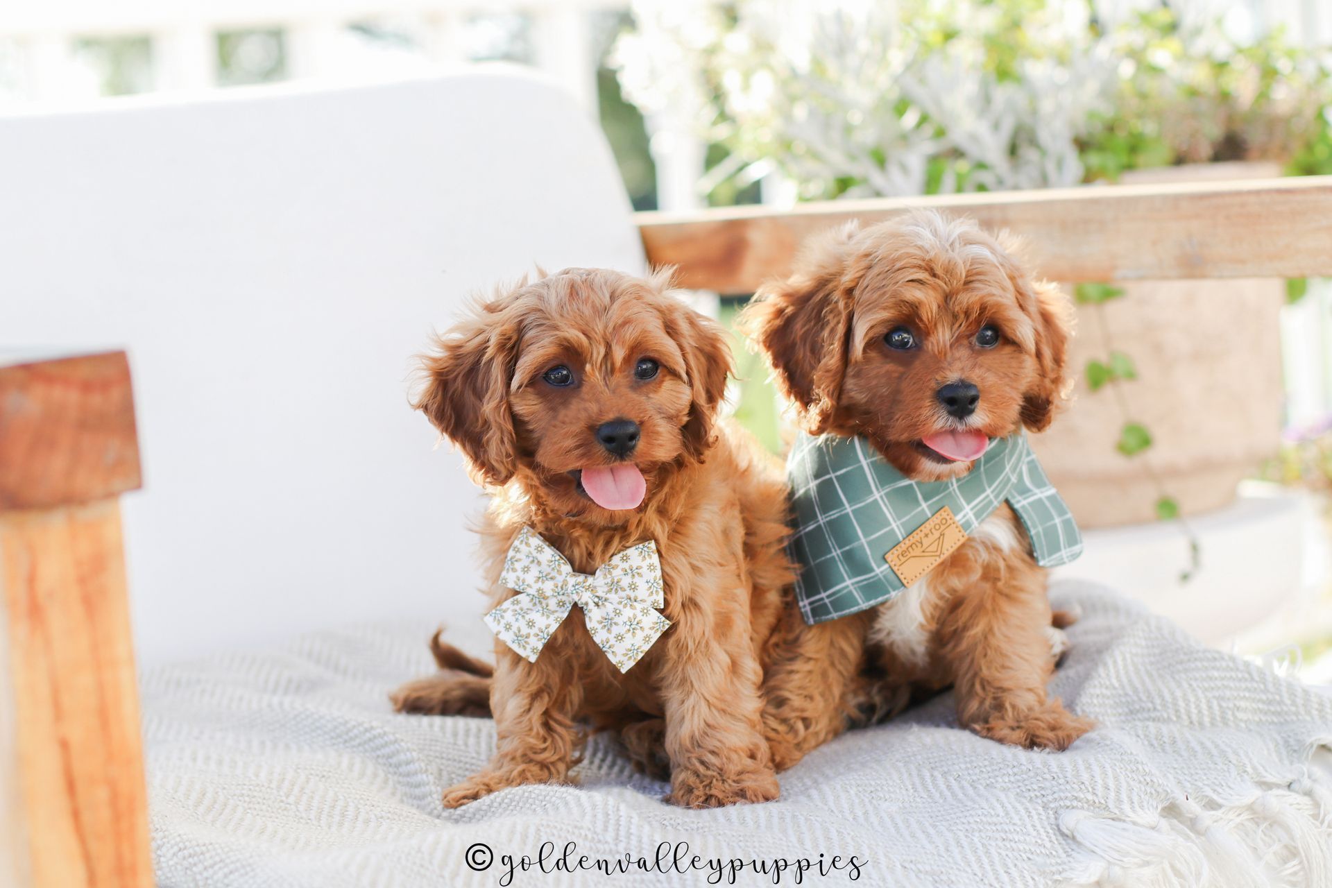 Cavapoo, Cavapoo puppy, cavapoo puppies for sale, Cavapoo for adoption, cavapoo breeder, cavapoo puppies for sale near me