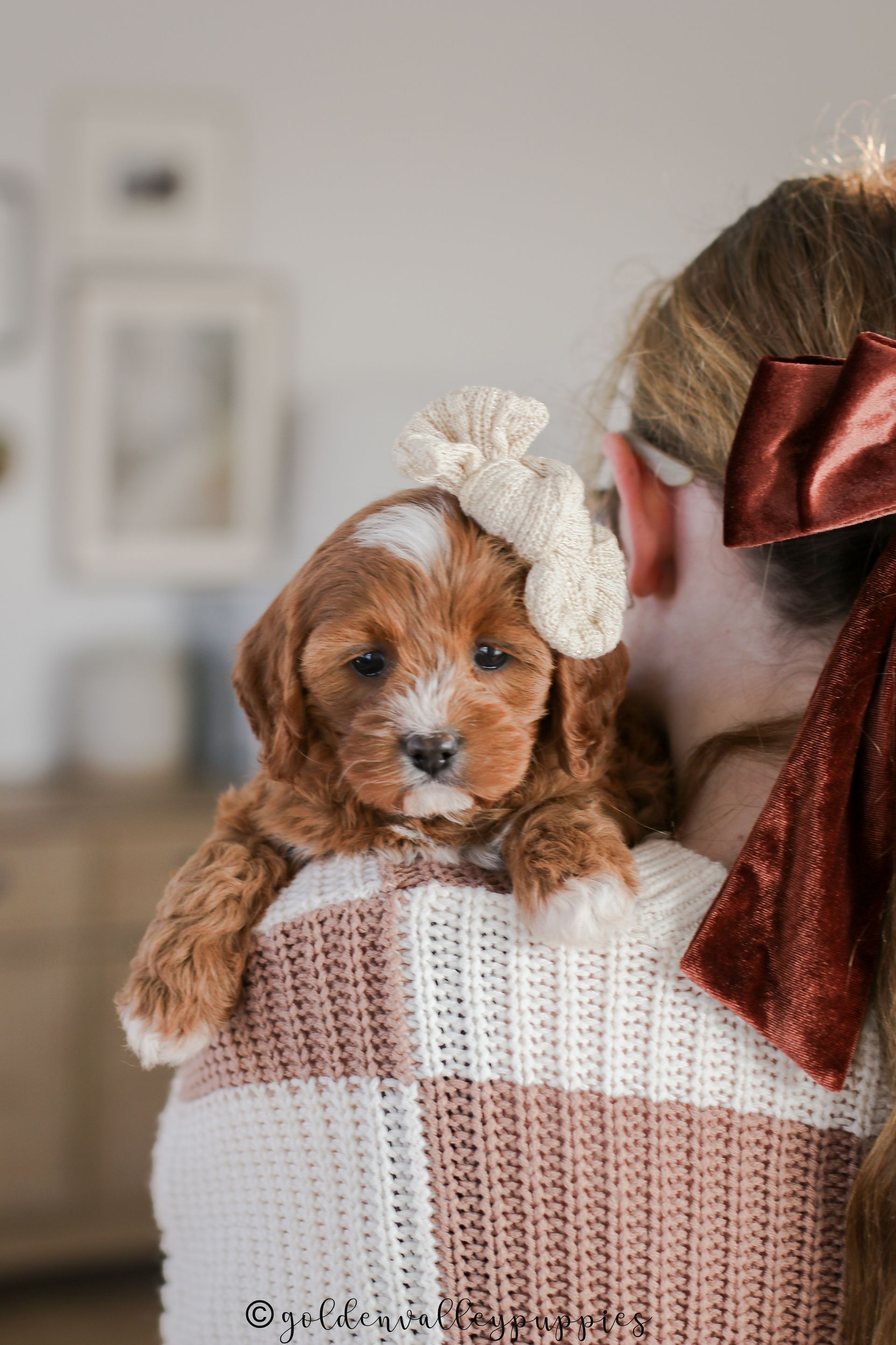 Cavapoo, Cavapoo puppy, cavapoo puppies for sale, Cavapoo for adoption, cavapoo breeder, cavapoo puppies for sale near me