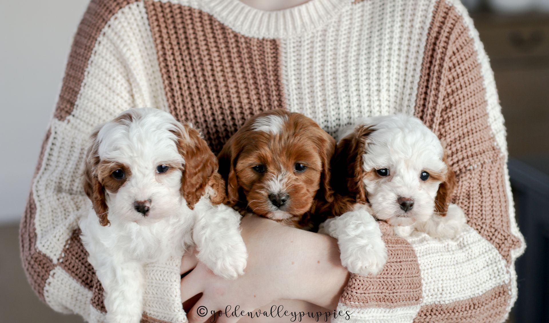 Cavapoo, Cavapoo puppy, cavapoo puppies for sale, Cavapoo for adoption, cavapoo breeder, cavapoo puppies for sale near me