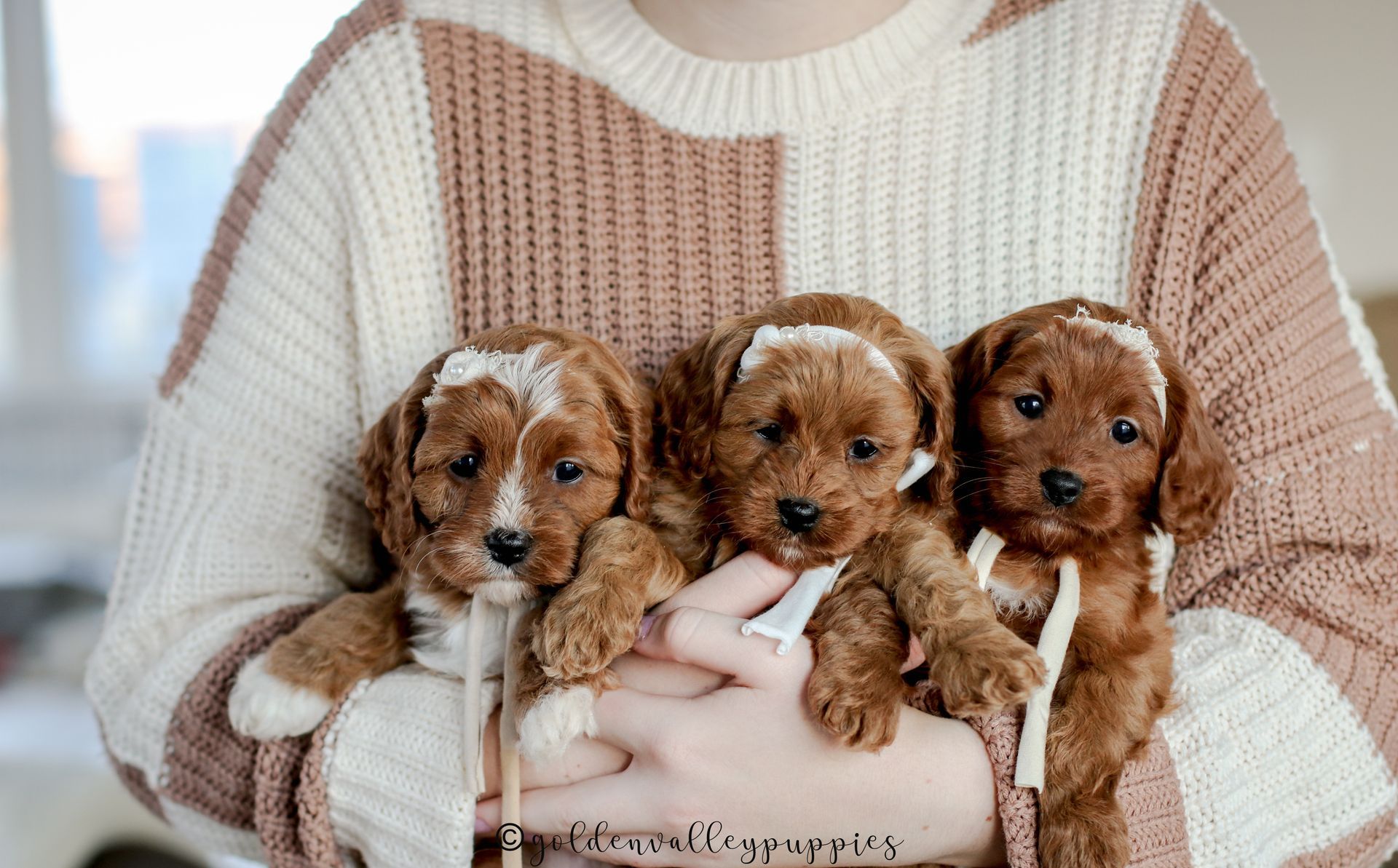 Cavapoo Puppies, Cavapoo Puppy, Cavapoo Puppies for sale, Cavapoo Breeder, Puppies for sale, Cavapoo for sale near me