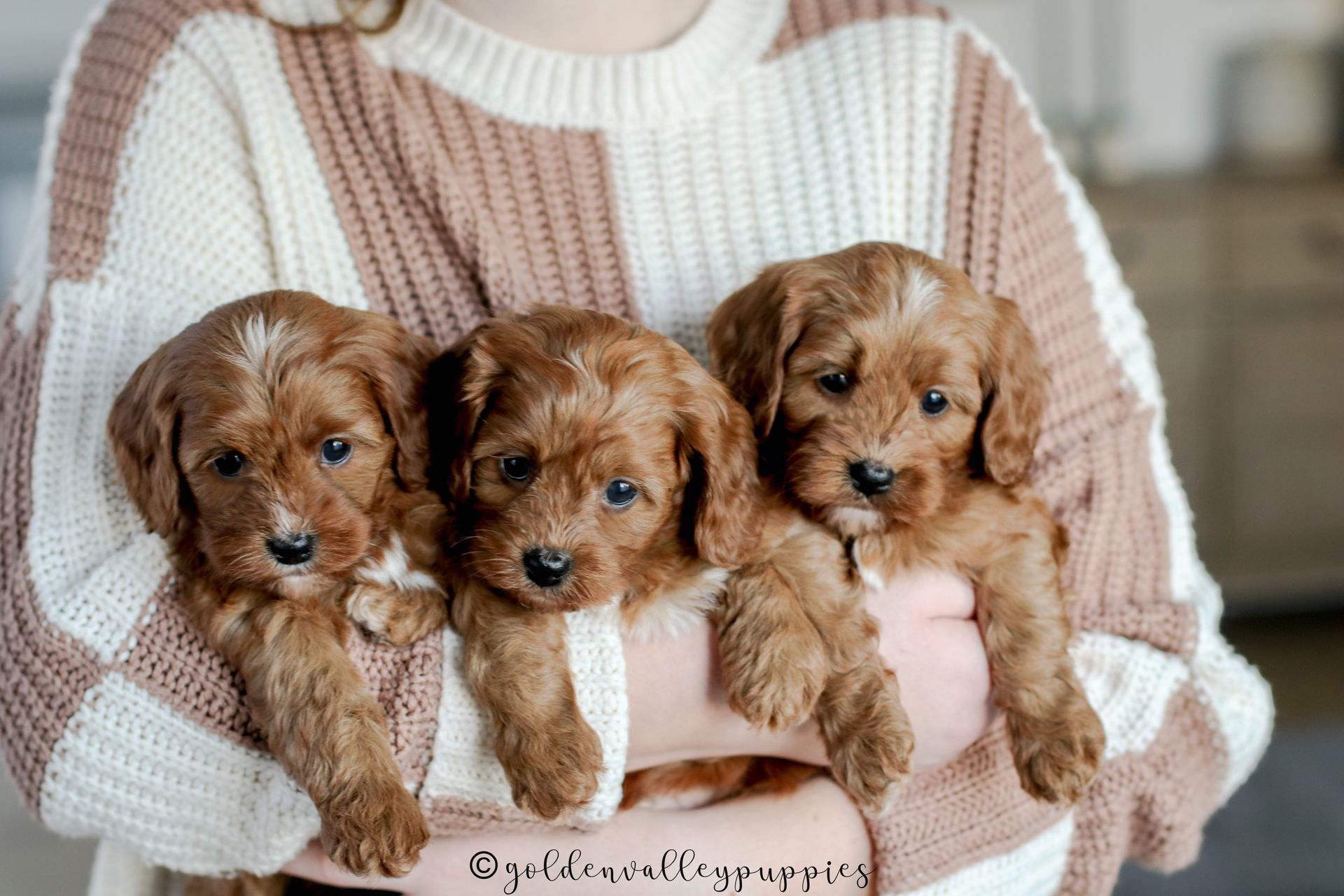 Cavapoo Litter, Cavapo puppy, Cavapoo Puppies near me
