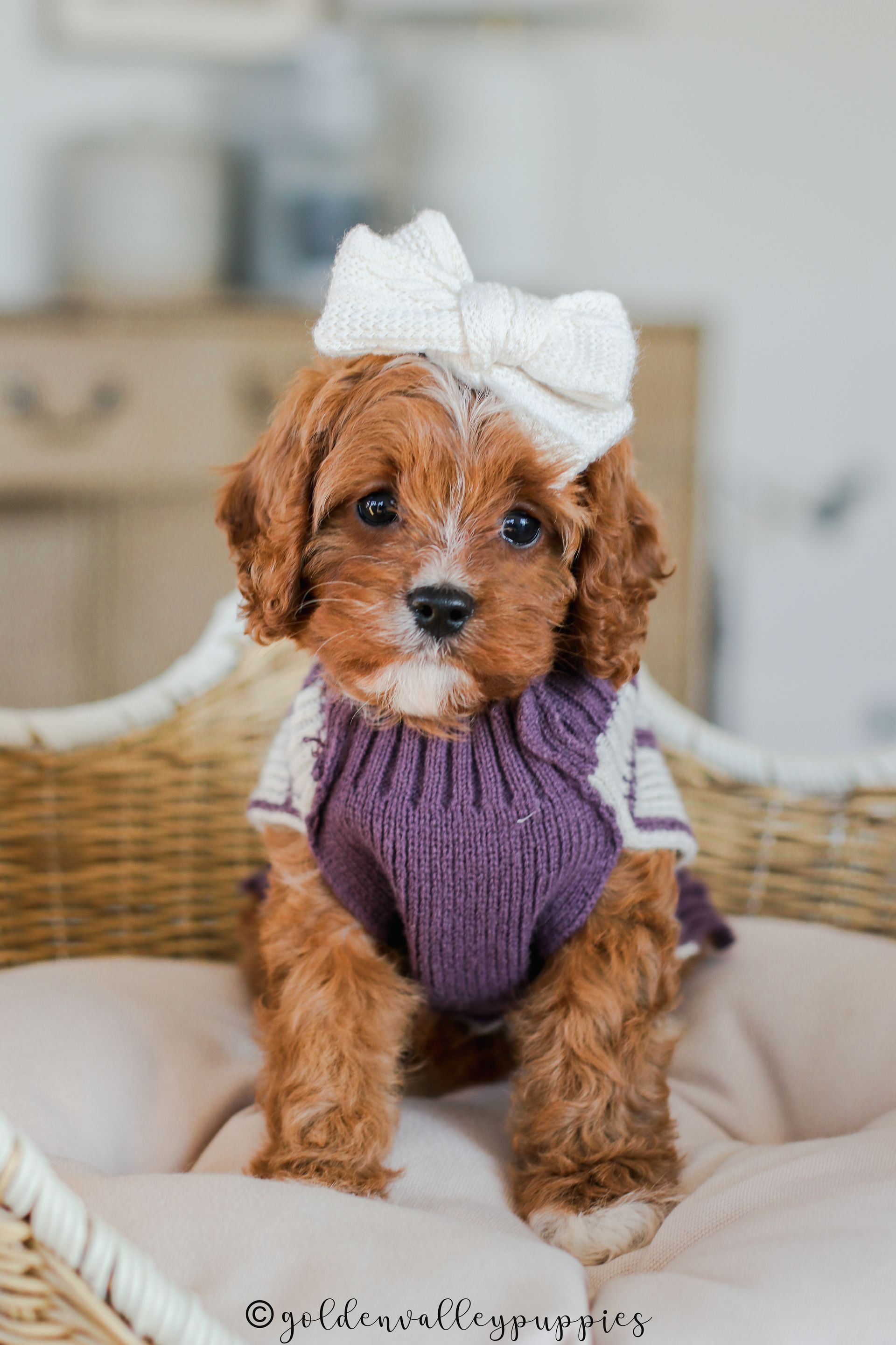 Cavapoo Puppies, Cavapoo Puppy, Cavapoo Puppies for sale, Cavapoo Breeder, Puppies for sale, Cavapoo for sale near me