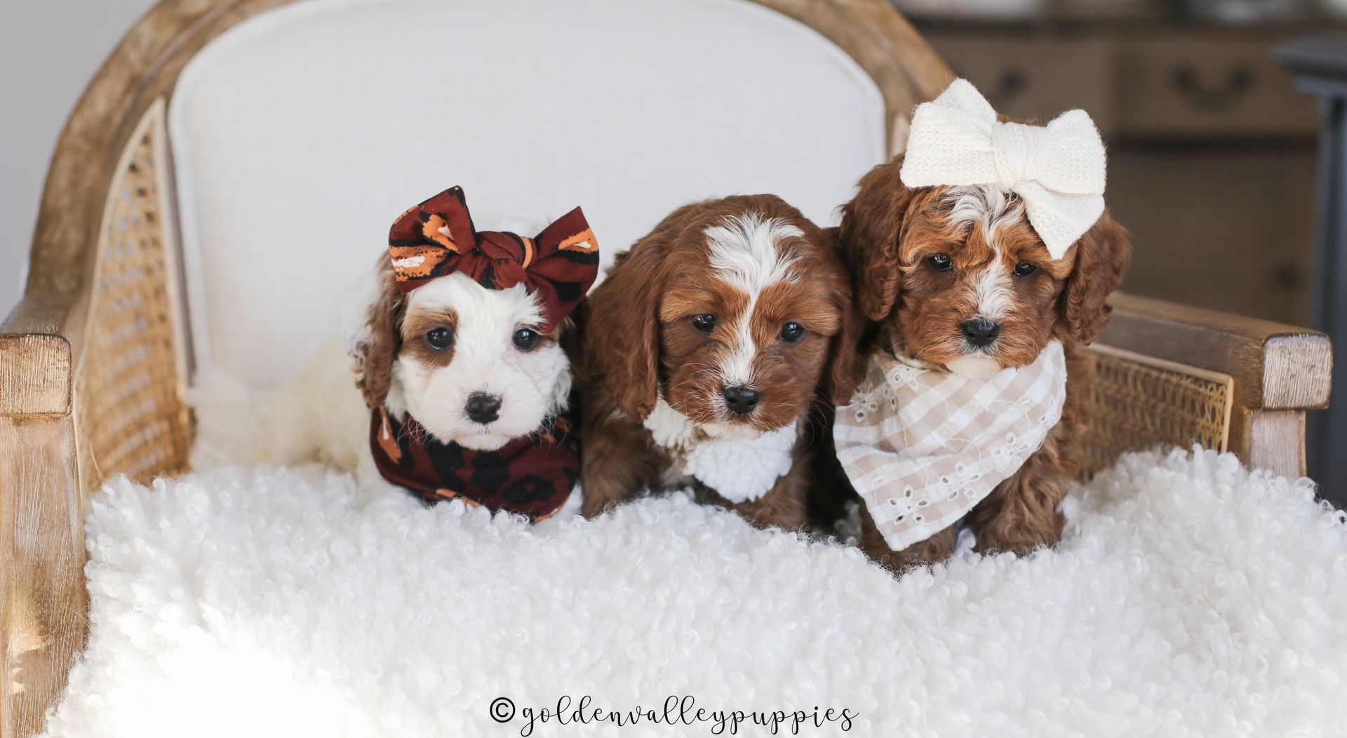 Three small Cavapoo puppies in bows and bandanas sitting in a wicker basket on a fluffy white blanket.