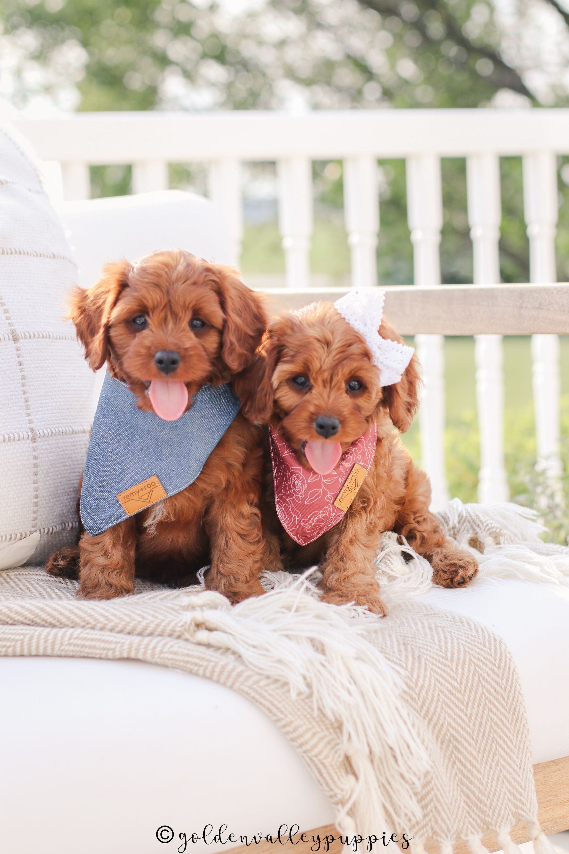 Cavapoo Litter, Cavapo puppy, Cavapoo Puppies near me