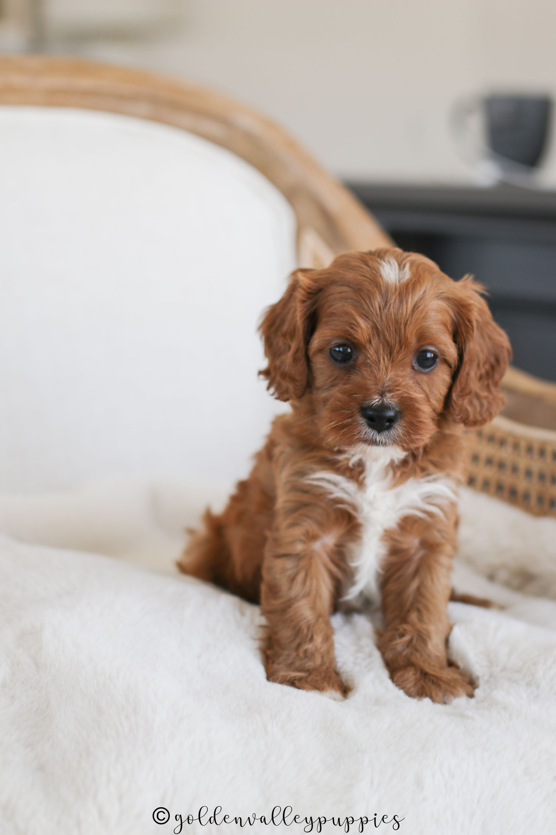 Cavapoo, Cavapoo puppy, cavapoo puppies for sale, Cavapoo for adoption, cavapoo breeder, cavapoo puppies for sale near me