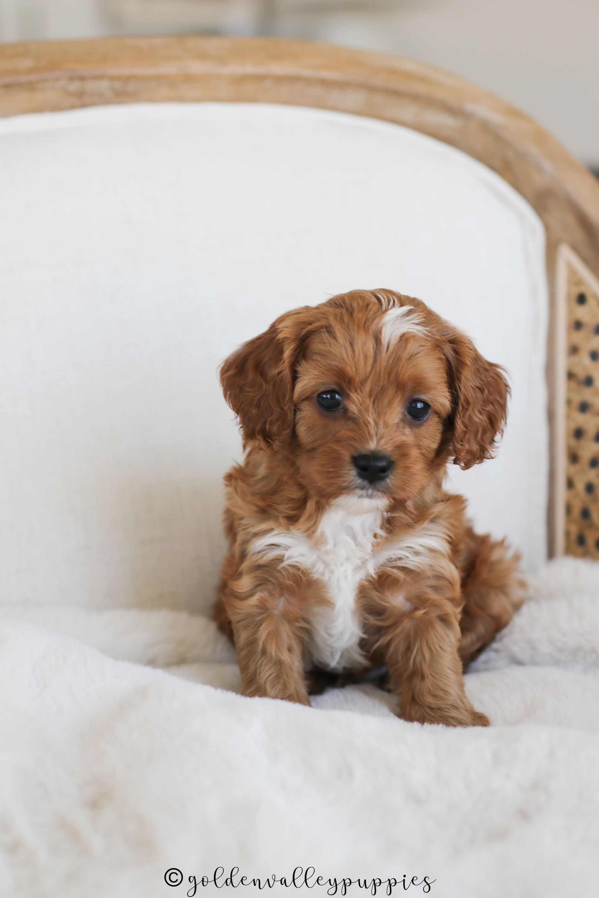 Cavapoo, Cavapoo puppy, cavapoo puppies for sale, Cavapoo for adoption, cavapoo breeder, cavapoo puppies for sale near me