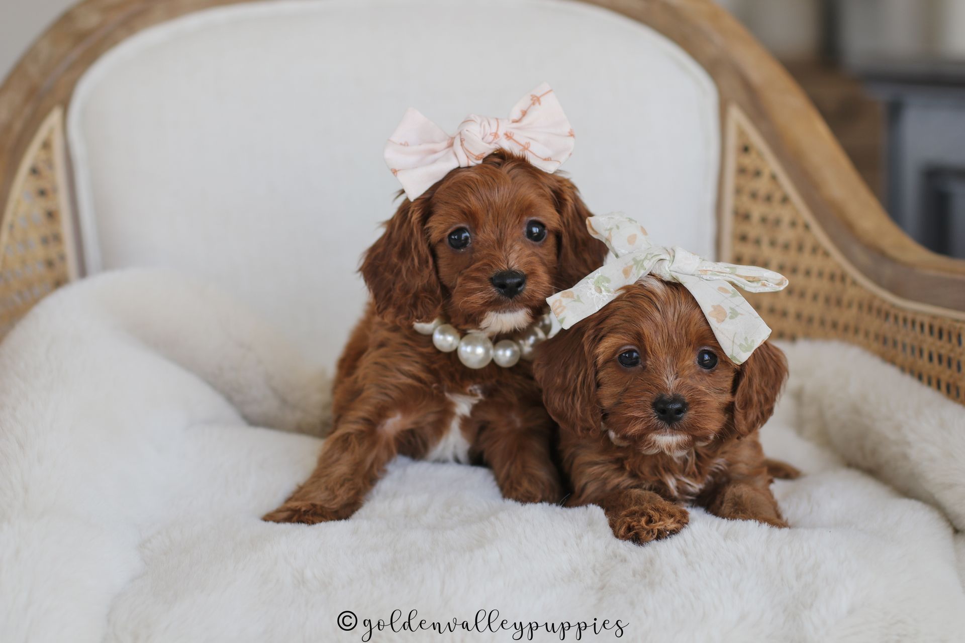 Cavapoo, Cavapoo puppy, cavapoo puppies for sale, Cavapoo for adoption, cavapoo breeder, cavapoo puppies for sale near me