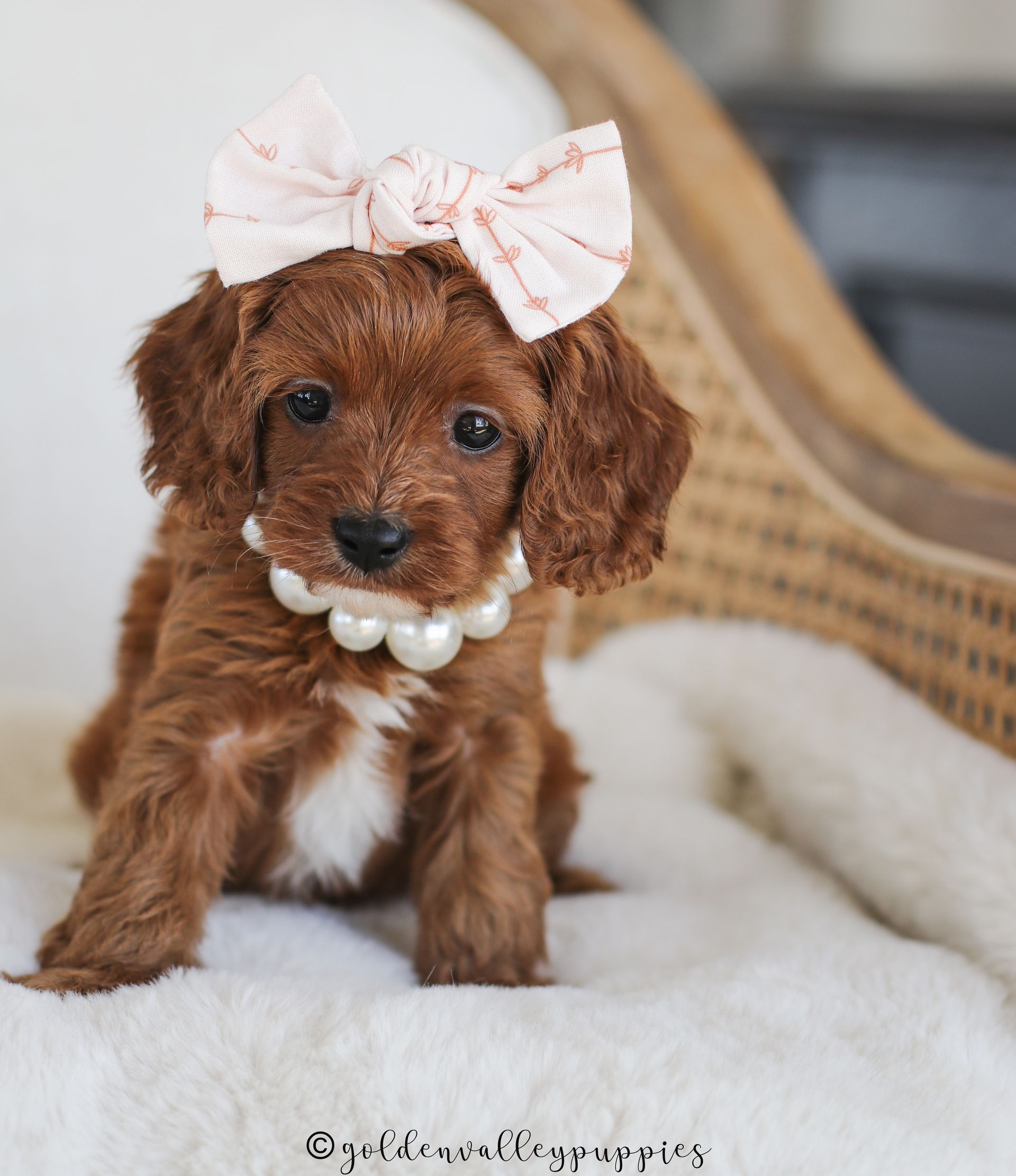 Cavapoo, Cavapoo puppy, cavapoo puppies for sale, Cavapoo for adoption, cavapoo breeder, cavapoo puppies for sale near me