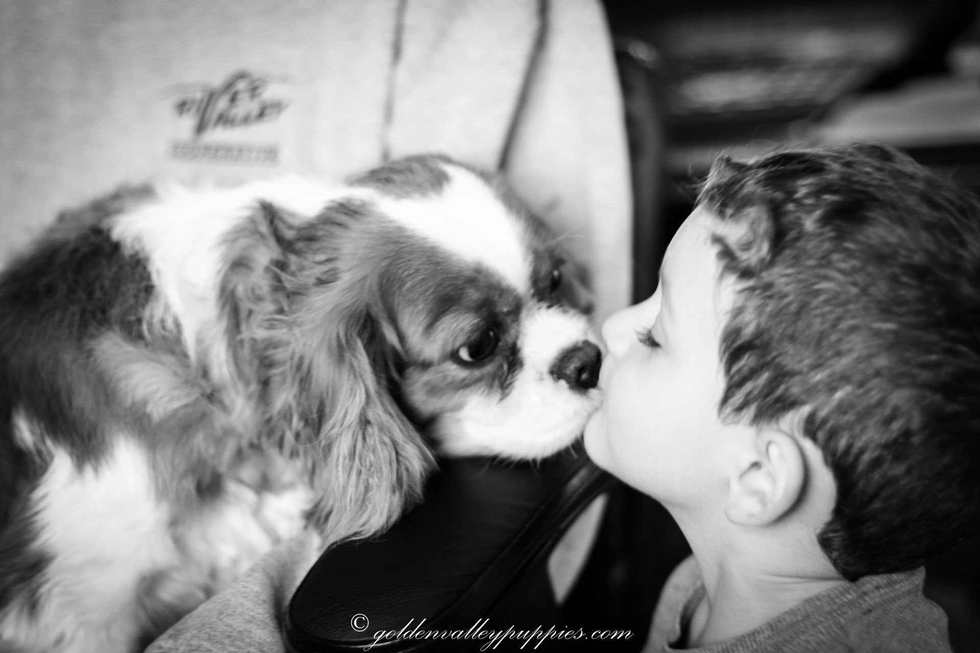 Cavapoo Breeder, Midwest Cavapoo Breeder