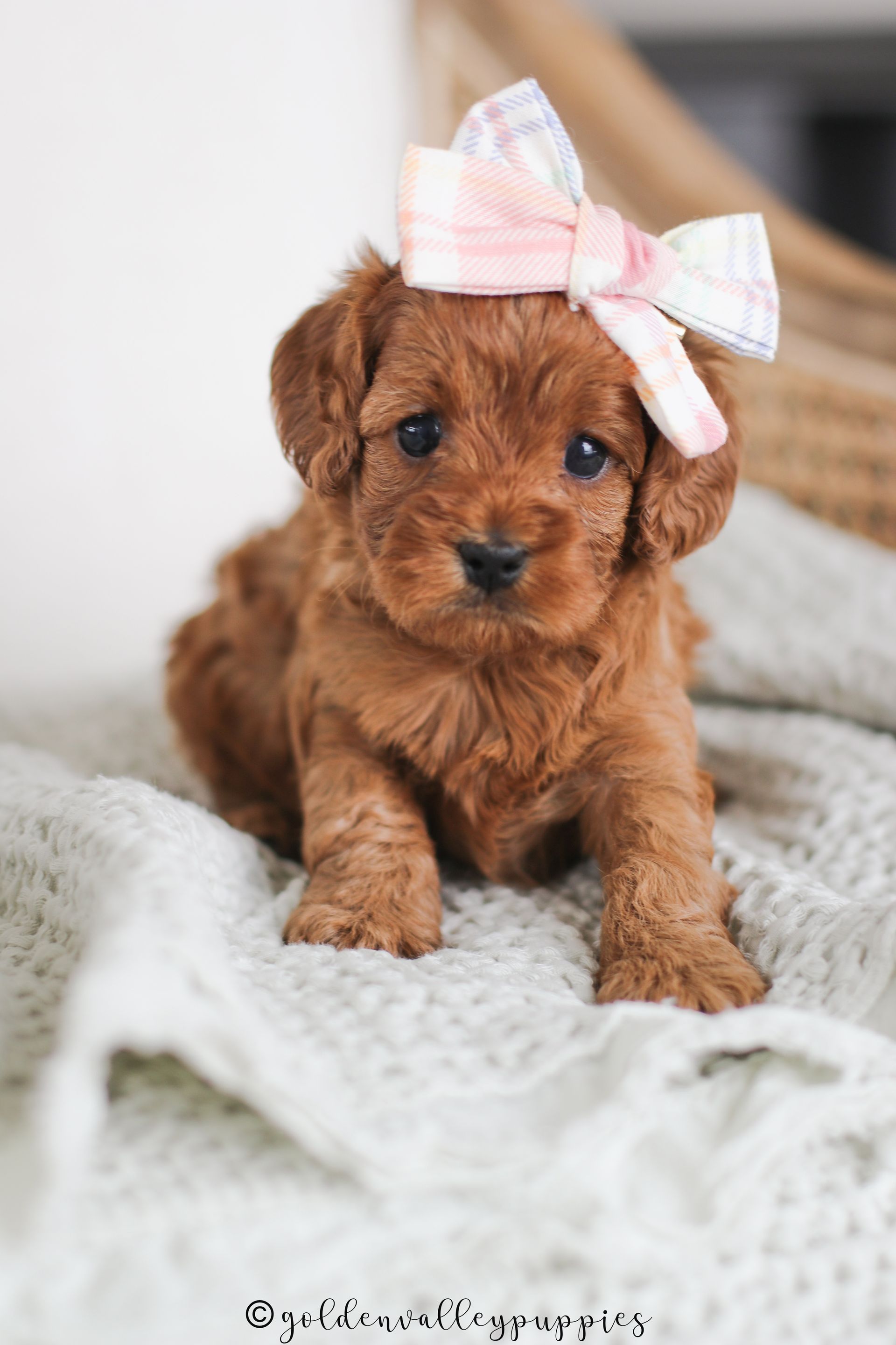 Cavapoo Puppies for sale, Cavapoo breeder, Cavapoo Puppy, Toy Cavapoo Puppies, Mini Cavapoo Puppies