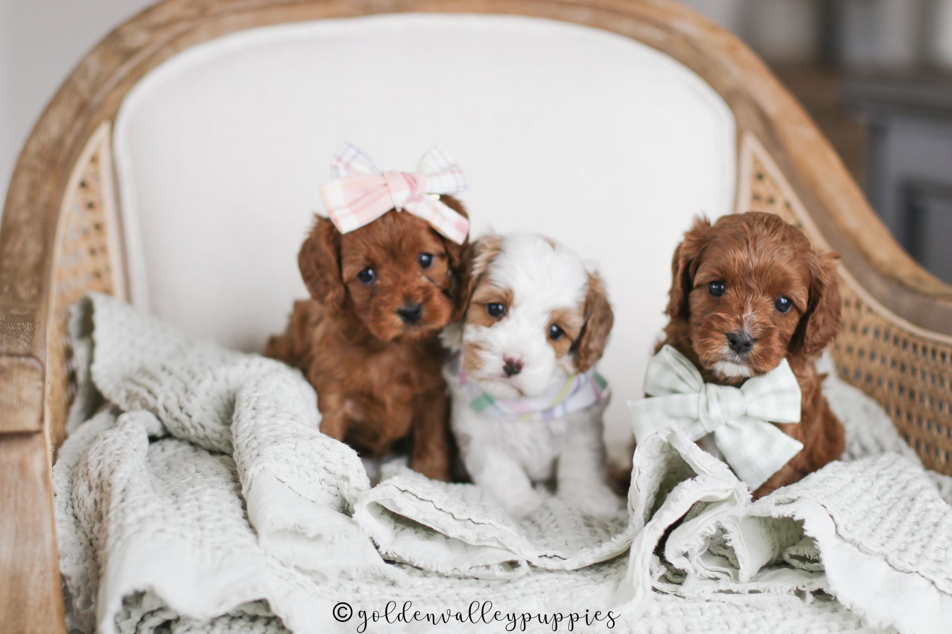 Cavapoo Puppies for sale, Cavapoo breeder, Cavapoo Puppy, Toy Cavapoo Puppies, Mini Cavapoo Puppies