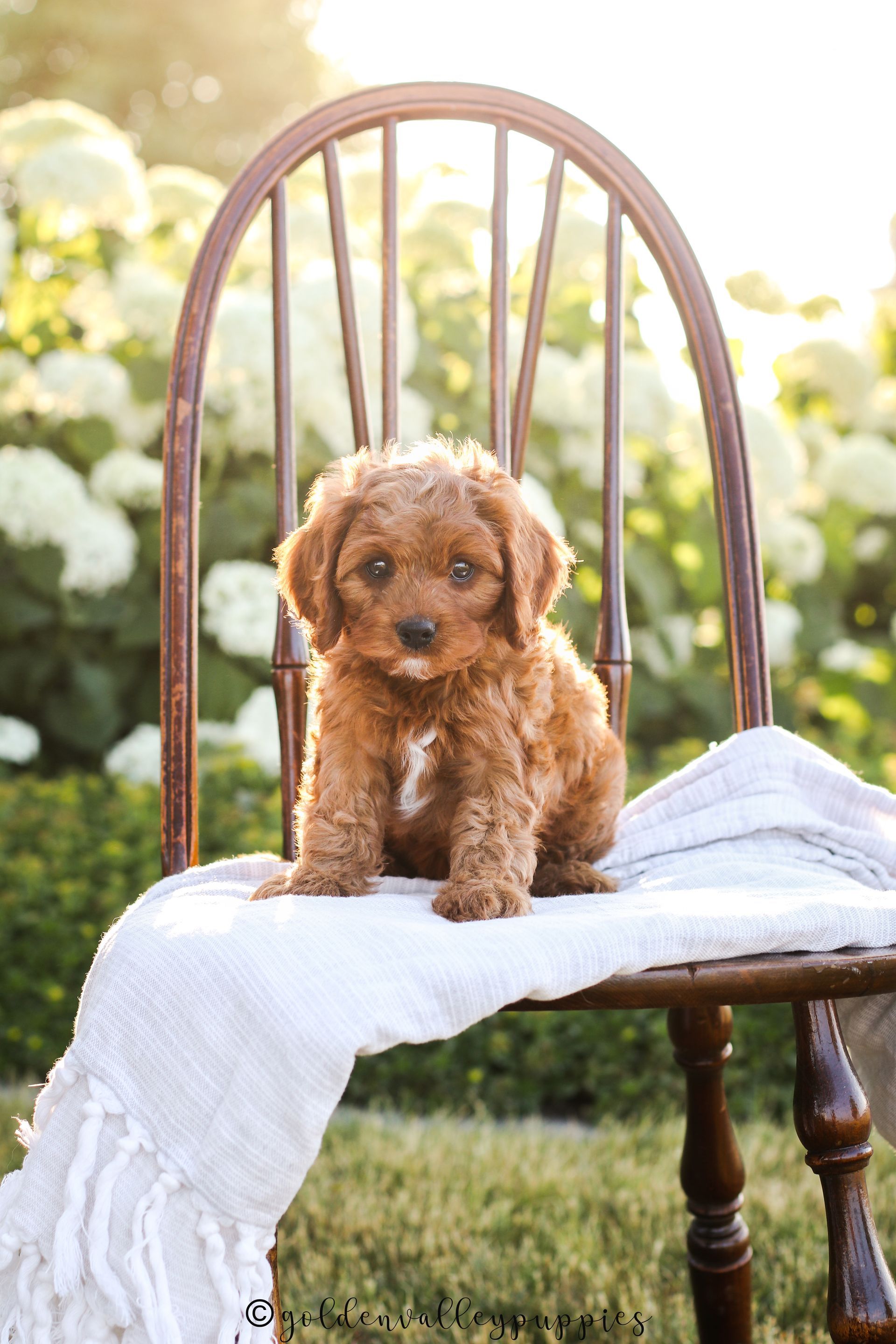 Small brown curly-haired Cavapoo puppy sitting on a white cloth-draped chair in a sunny garden