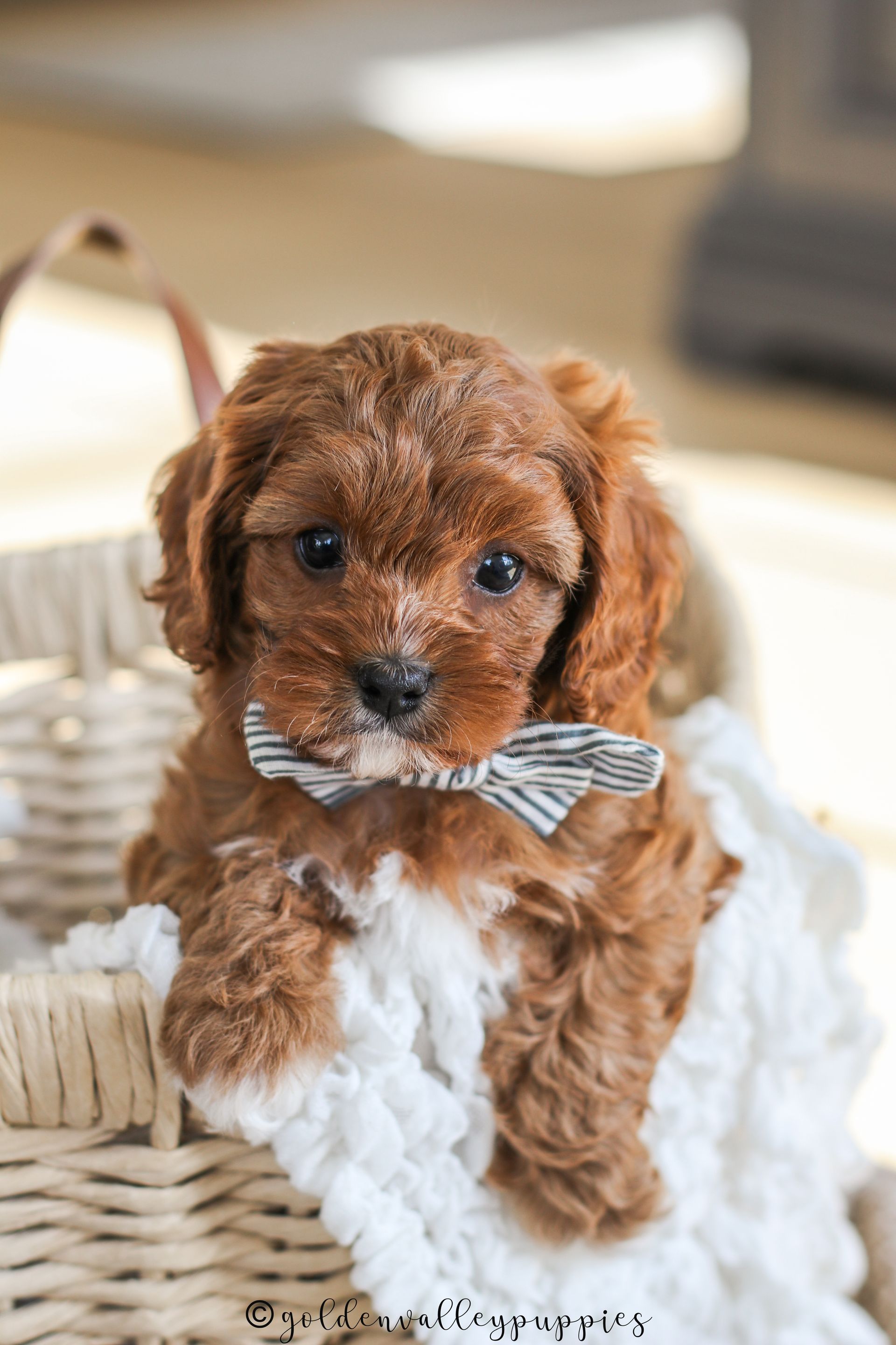 Cavapoo Puppies for sale, Cavapoo breeder, Cavapoo Puppy, Toy Cavapoo Puppies, Mini Cavapoo Puppies
