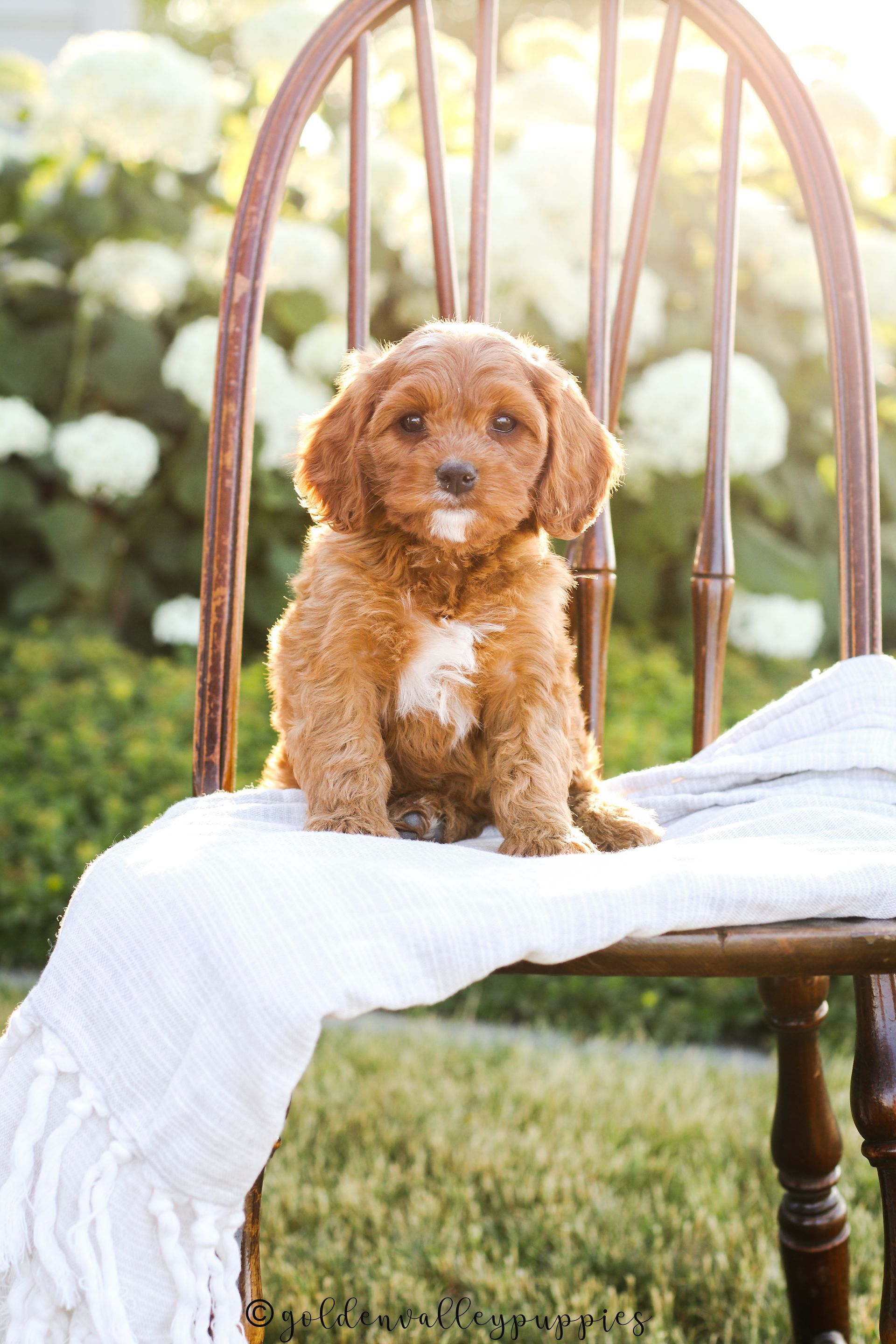 Small brown Cavapoo puppy sitting on a white blanket draped over a wooden chair outdoors in sunlight