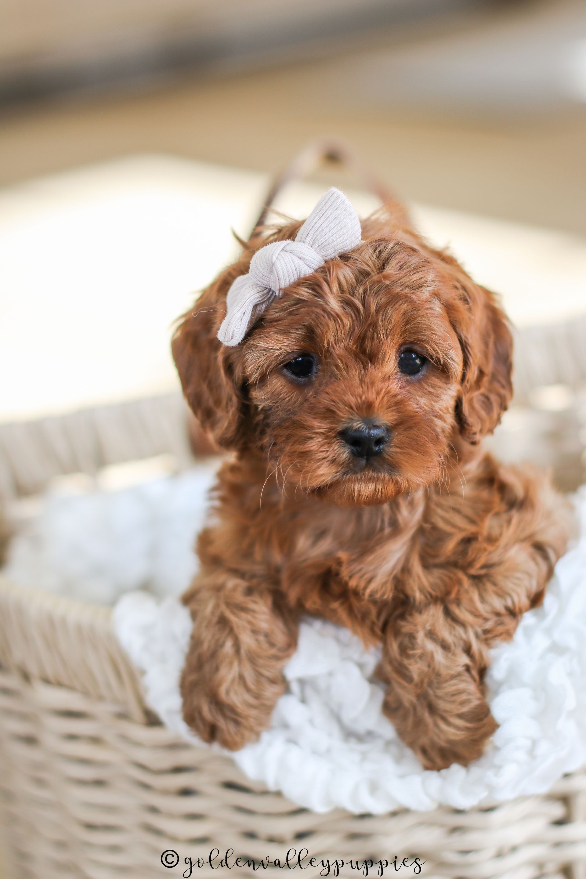 Cavapoo Puppies for sale, Cavapoo breeder, Cavapoo Puppy, Toy Cavapoo Puppies, Mini Cavapoo Puppies