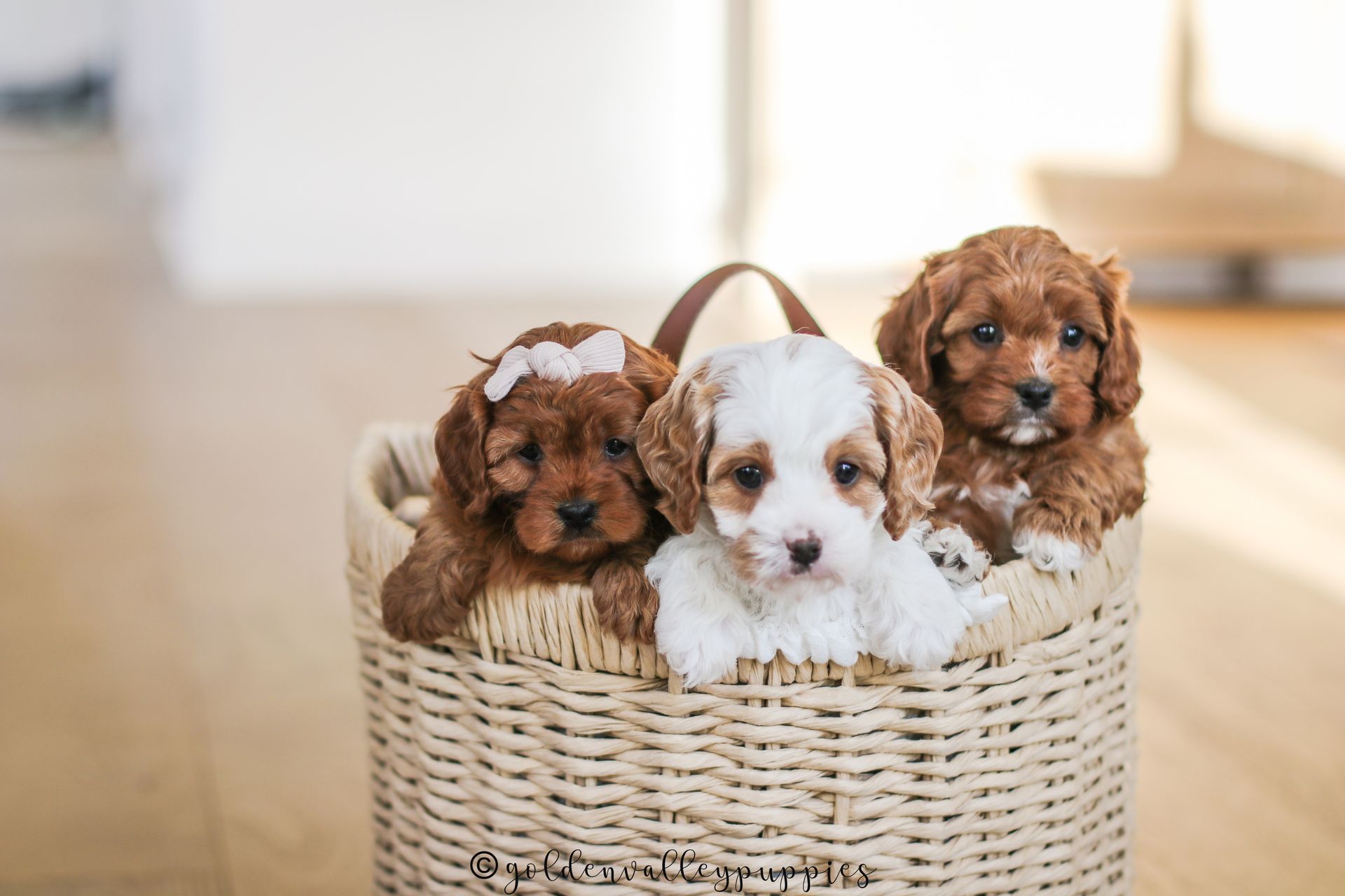 Cavapoo Puppies for sale, Cavapoo breeder, Cavapoo Puppy, Toy Cavapoo Puppies, Mini Cavapoo Puppies