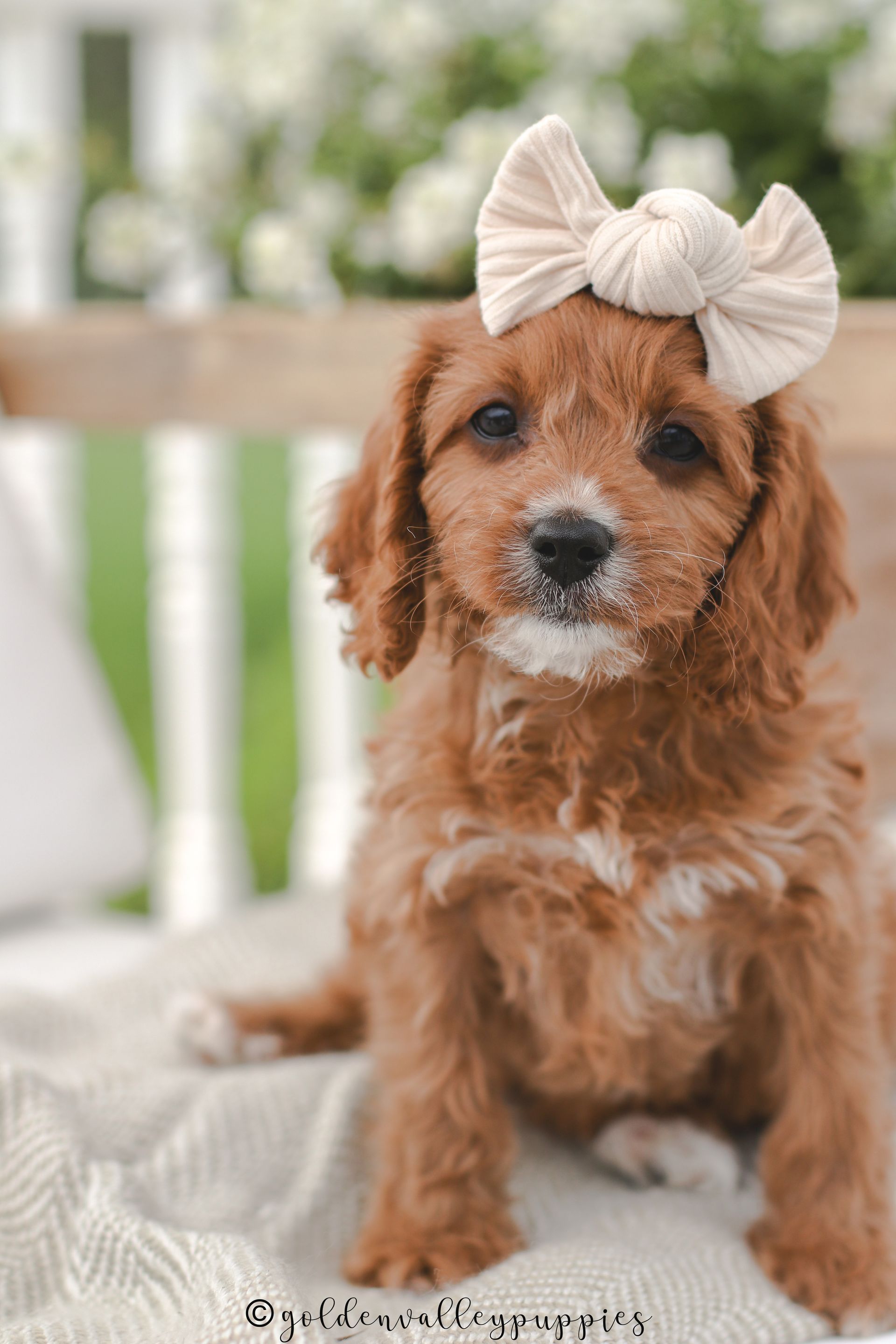 Cavapoo Puppies, Cavapoo Puppy, Cavapoo Puppies for sale, Cavapoo Breeder, Puppies for sale, Cavapoo for sale near me