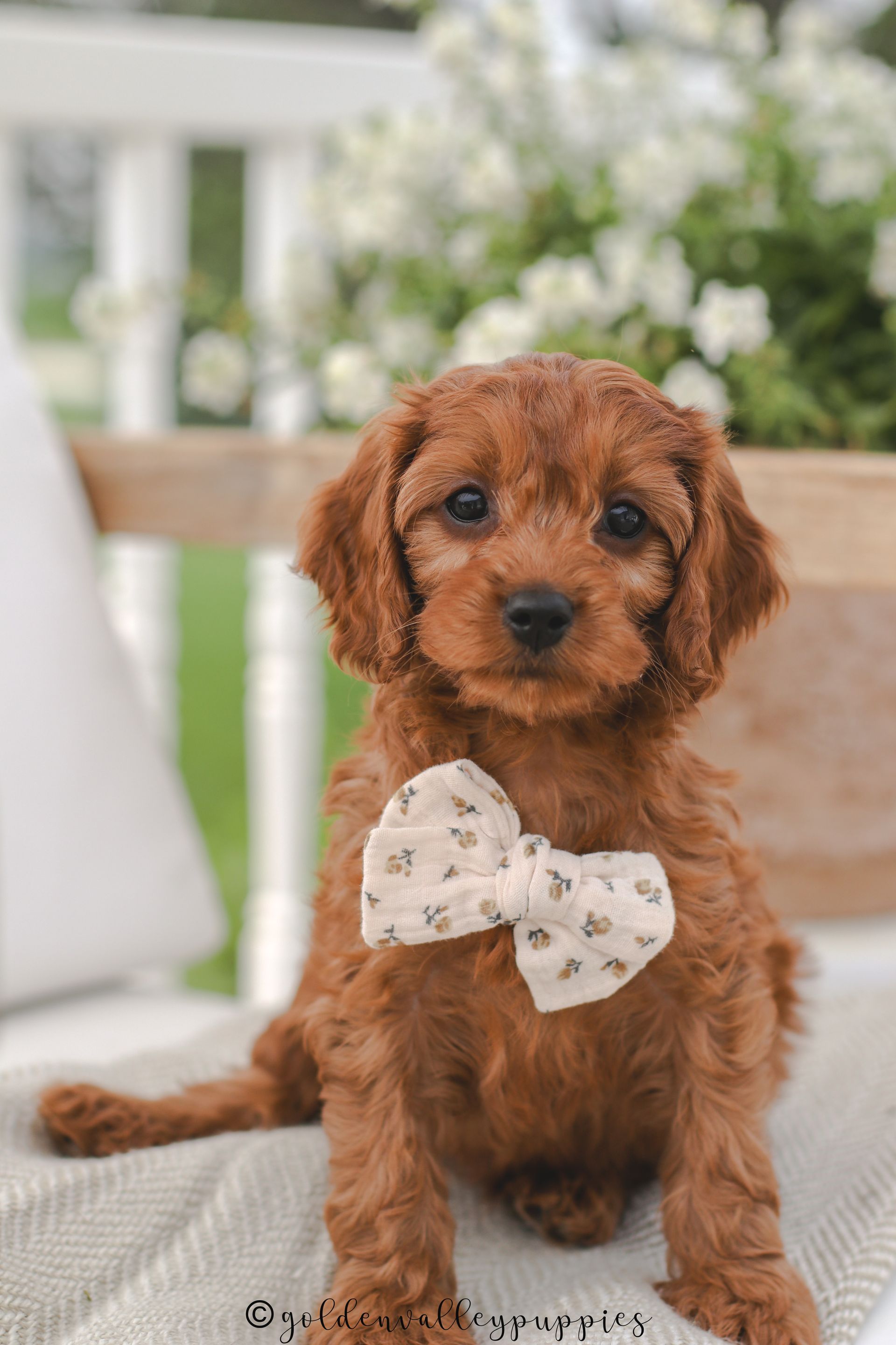 Cavapoo Puppies, Cavapoo Puppy, Cavapoo Puppies for sale, Cavapoo Breeder, Puppies for sale, Cavapoo for sale near me