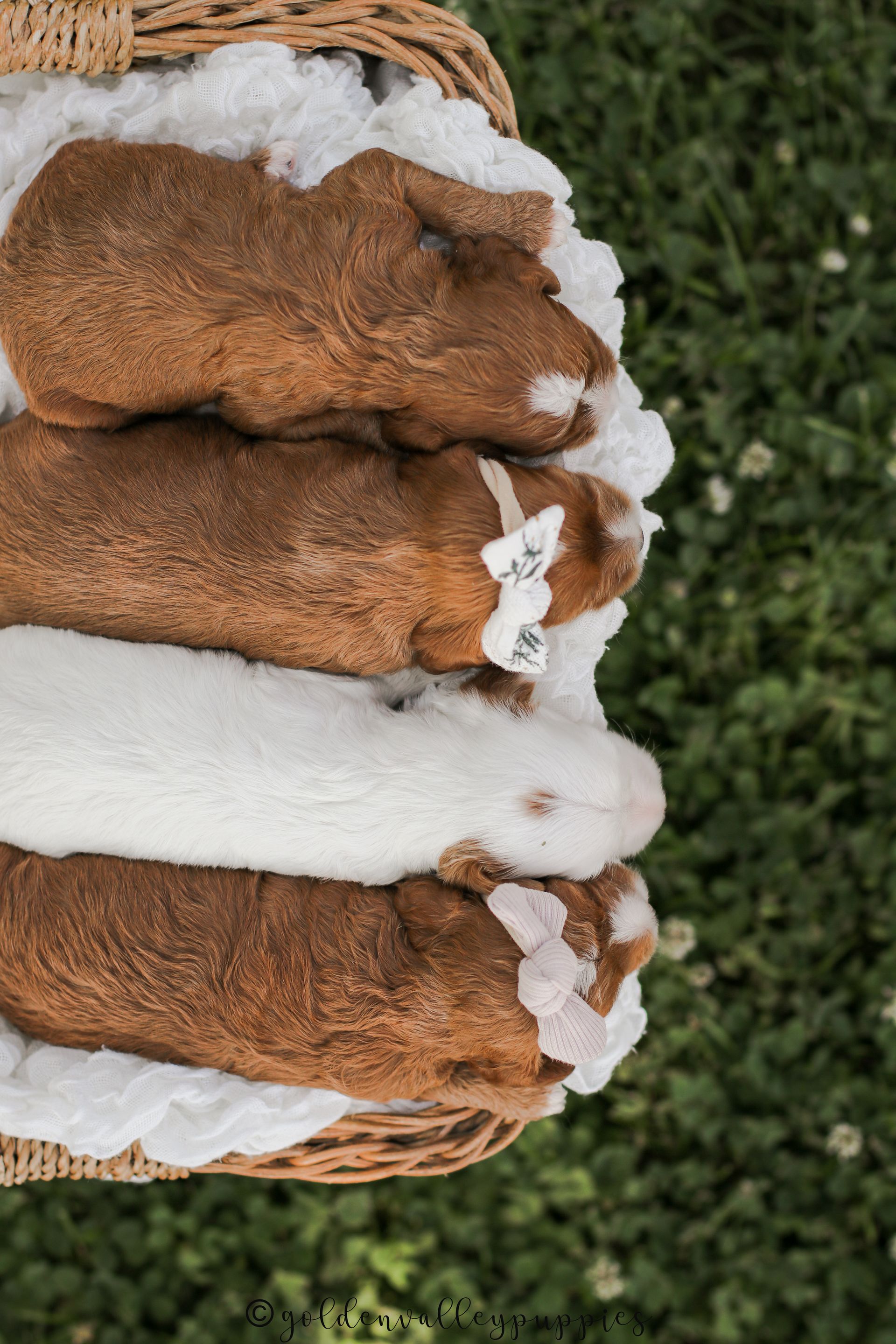 Cavapoo Puppies for sale, Cavapoo breeder, Cavapoo Puppy, Toy Cavapoo Puppies, Mini Cavapoo Puppies