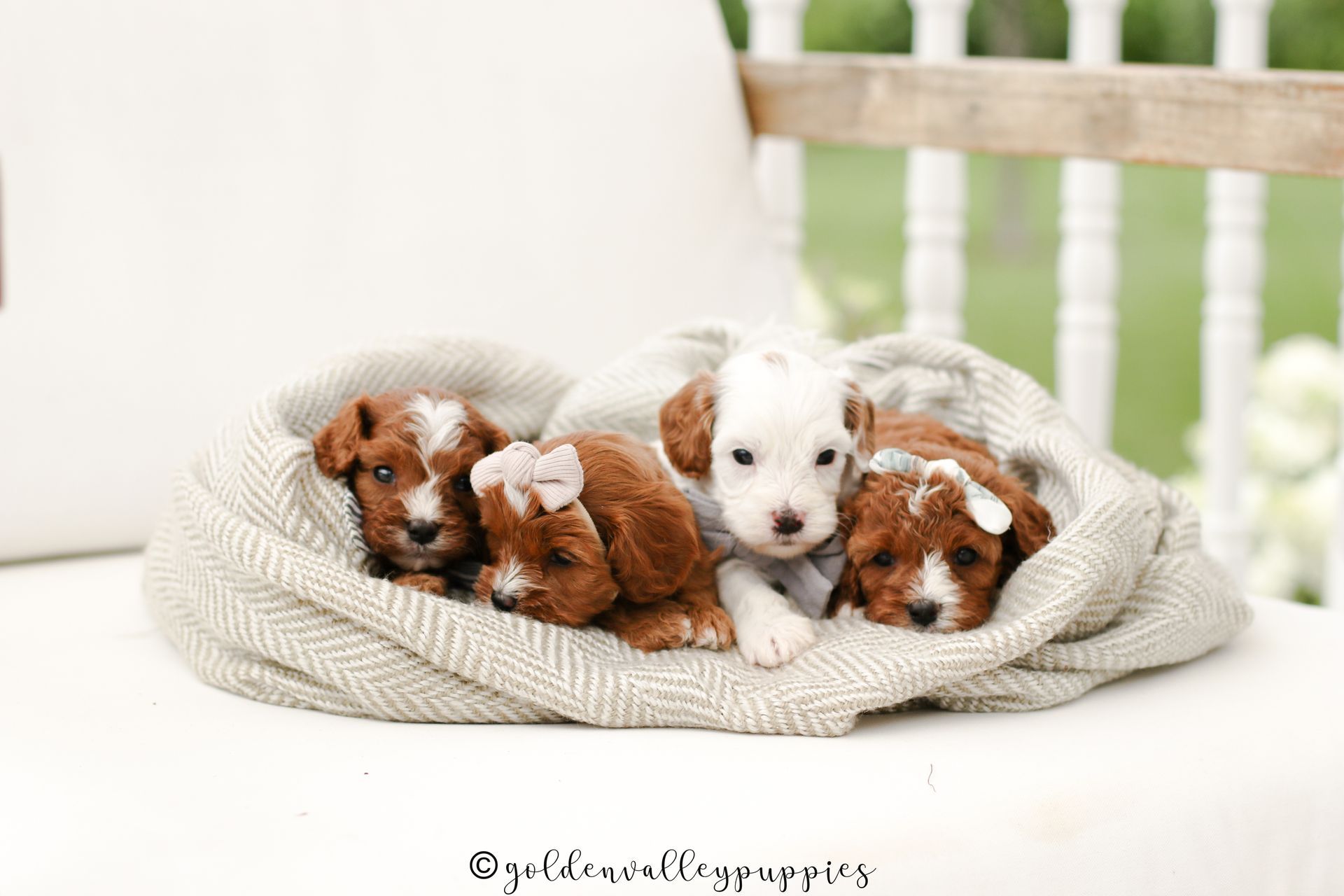 Cavapoo Puppies for sale, Cavapoo breeder, Cavapoo Puppy, Toy Cavapoo Puppies, Mini Cavapoo Puppies