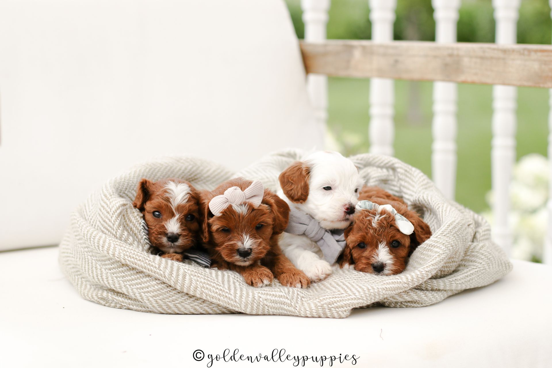 Cavapoo Puppies for sale, Cavapoo breeder, Cavapoo Puppy, Toy Cavapoo Puppies, Mini Cavapoo Puppies