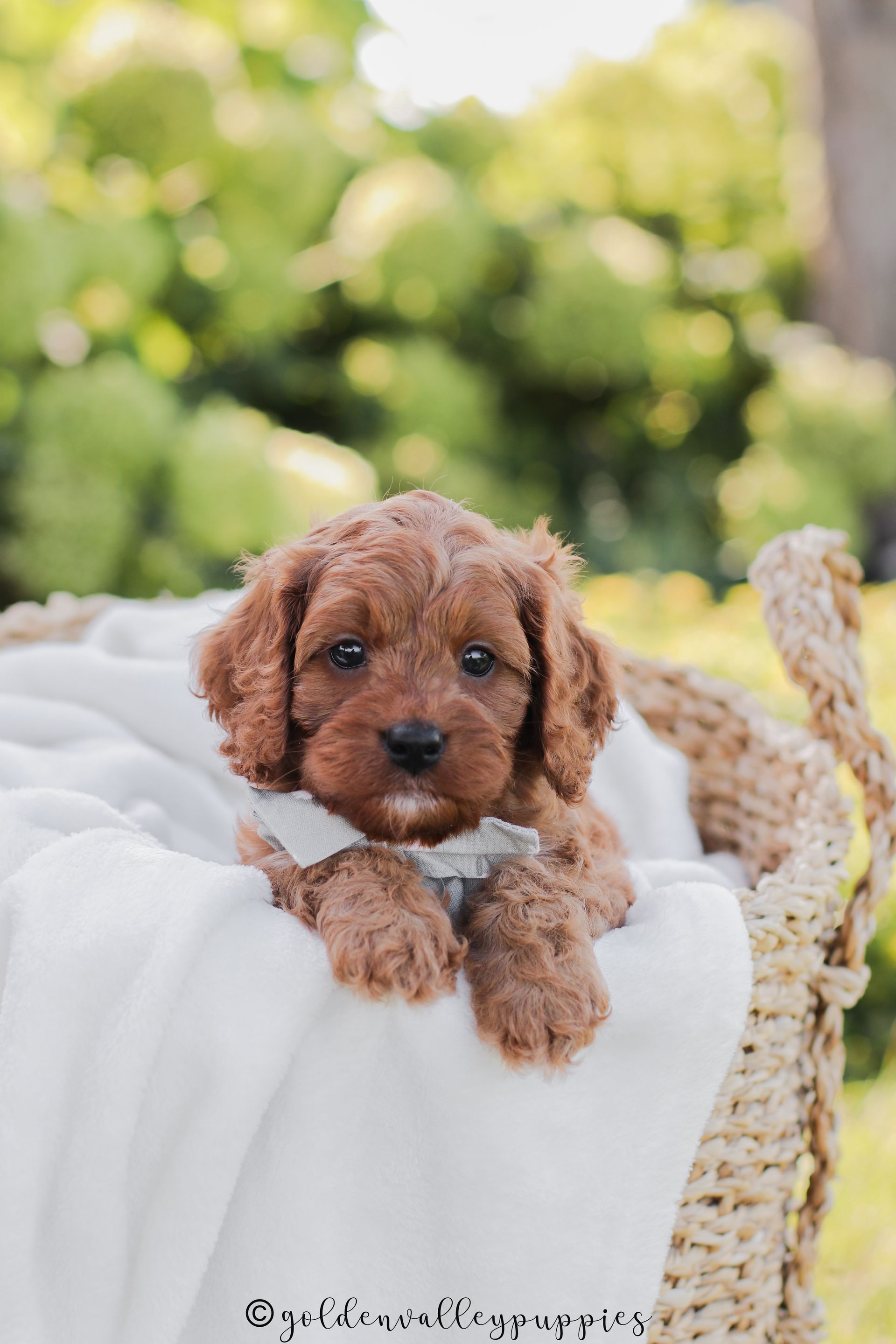 Cavapoo Puppies, Cavapoo Puppy, Cavapoo Puppies for sale, Cavapoo Breeder, Puppies for sale, Cavapoo for sale near me