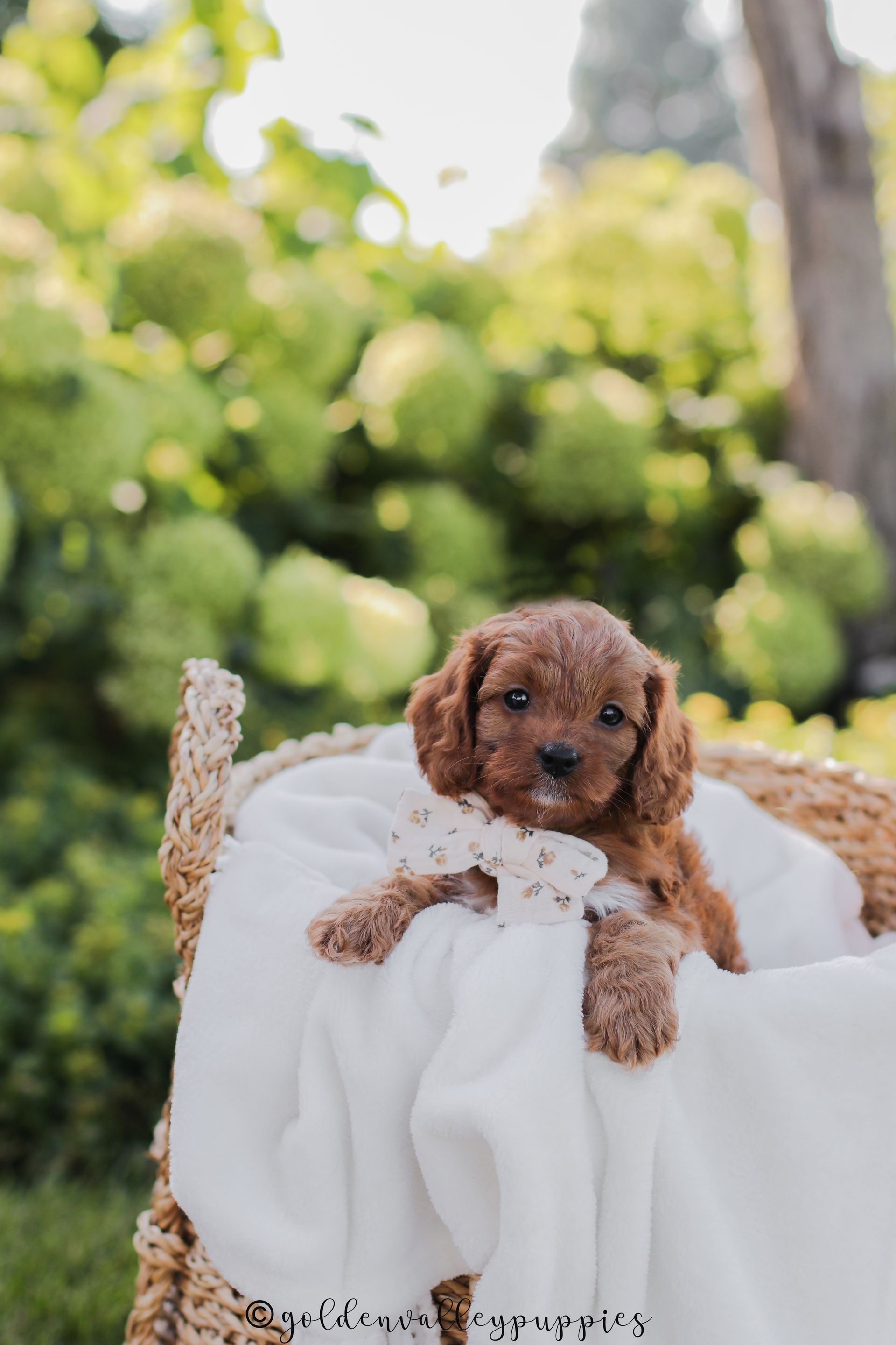 Cavapoo Puppies, Cavapoo Puppy, Cavapoo Puppies for sale, Cavapoo Breeder, Puppies for sale, Cavapoo for sale near me