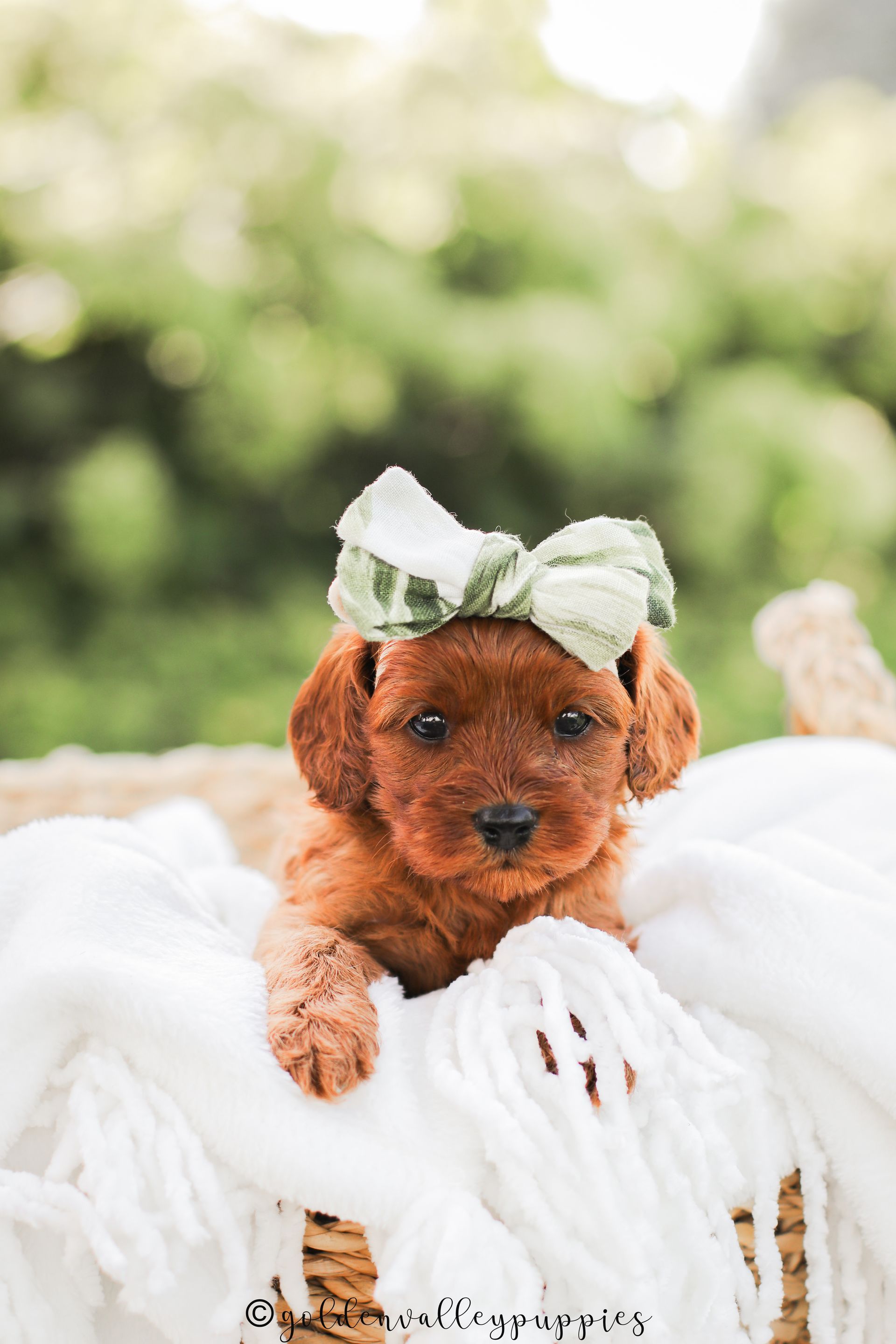 Cavapoo Puppies for sale, available Cavapoo Puppies, Cavapoo, Cavapoo puppies near me, puppies for sale, Cavapoo Breeder