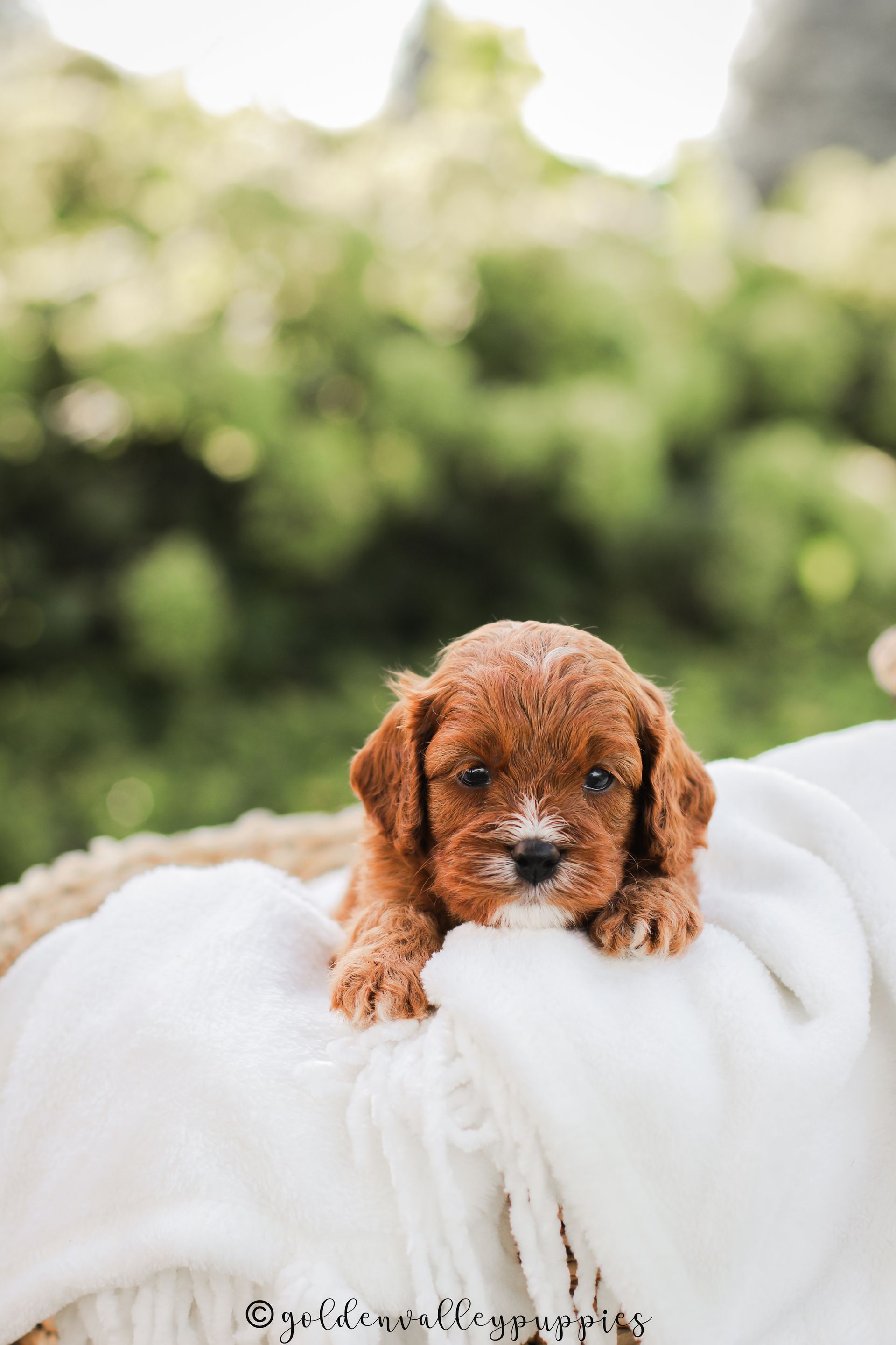 Cavapoo Puppies for sale, available Cavapoo Puppies, Cavapoo, Cavapoo puppies near me, puppies for sale, Cavapoo Breeder
