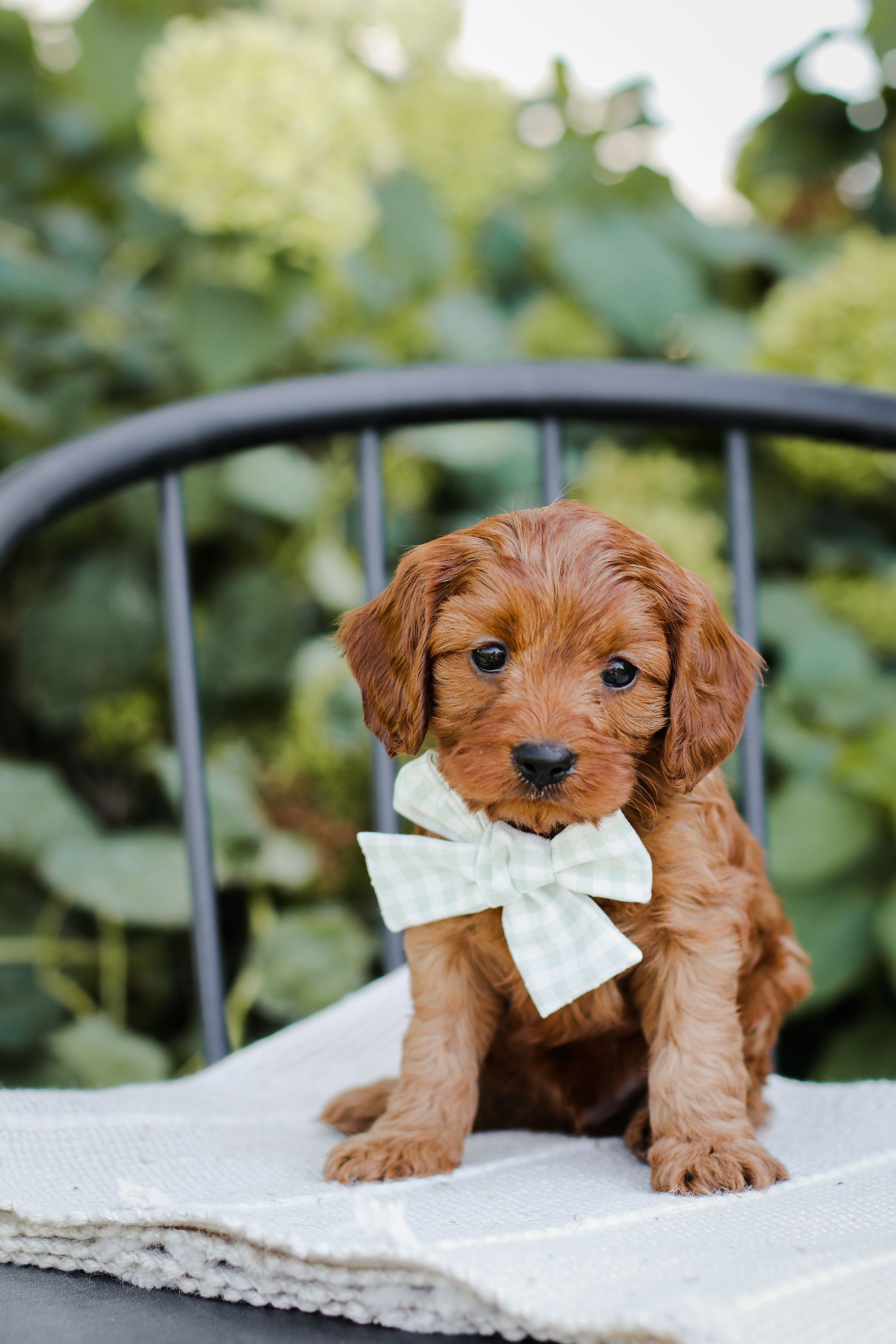 Cavapoo Puppies for sale, available Cavapoo Puppies, Cavapoo, Cavapoo puppies near me, puppies for sale, Cavapoo Breeder