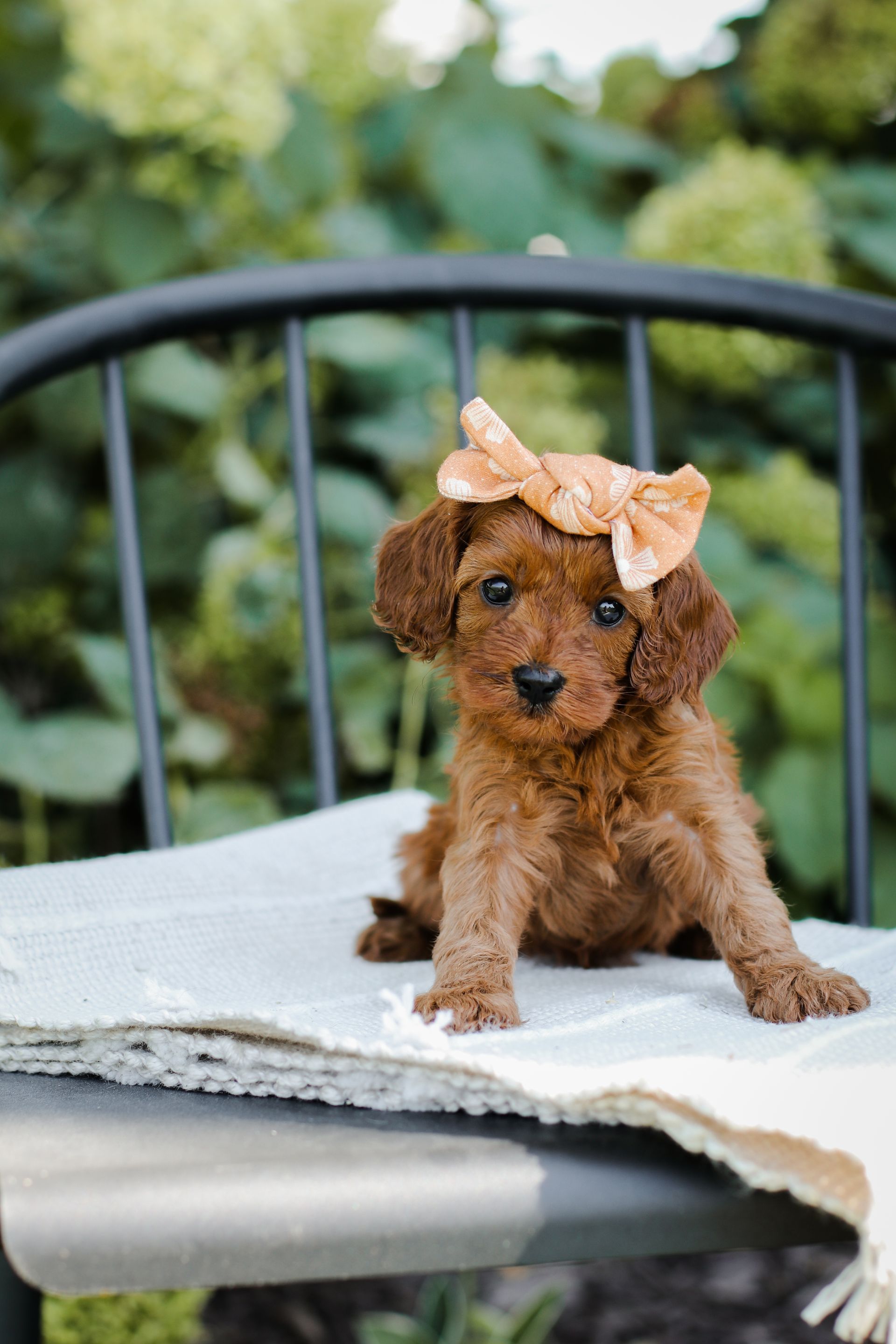 Brown Cavapoo puppy with a peach bow sitting on a chair outdoors