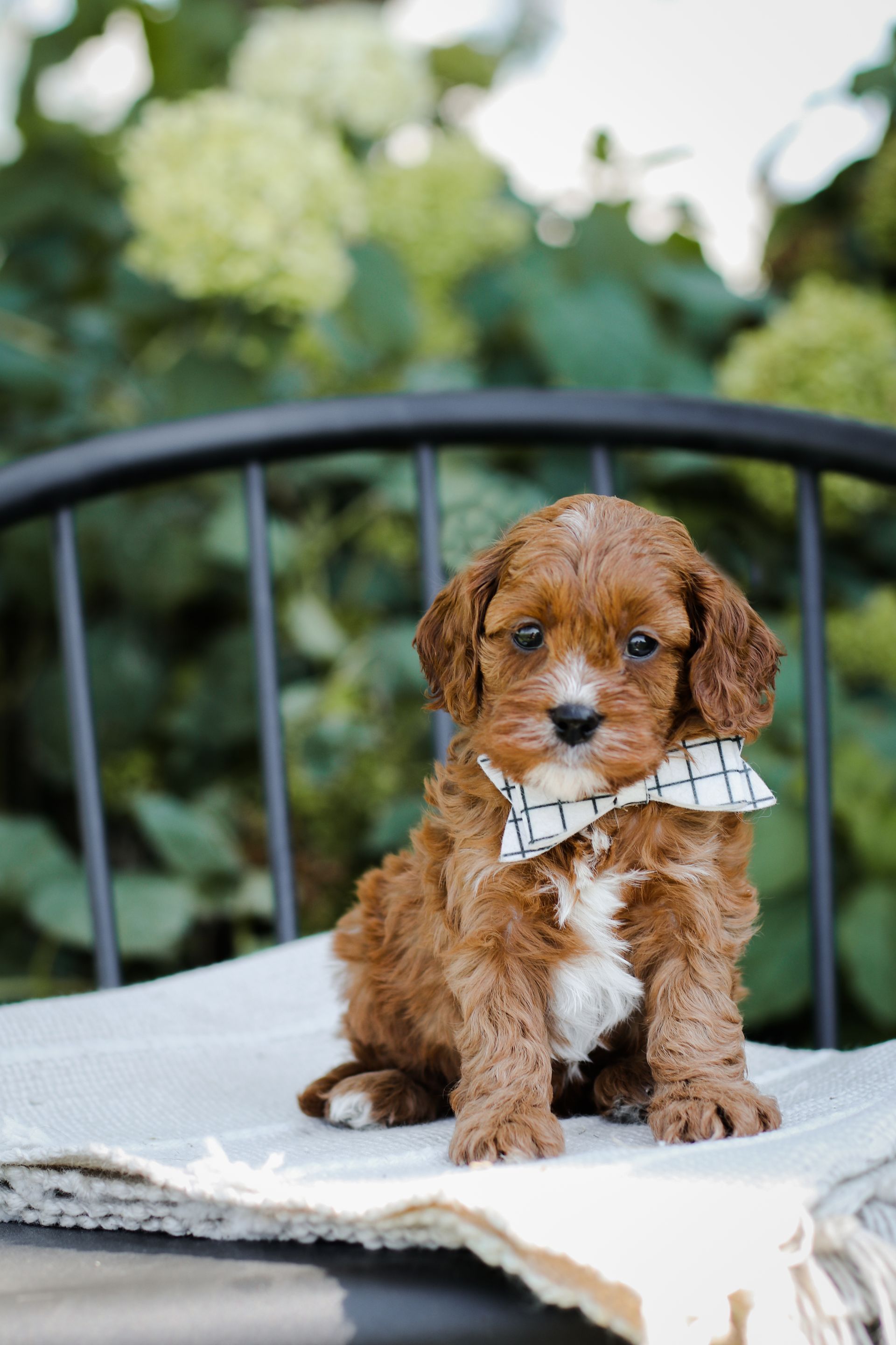 Cavapoo Puppies for sale, available Cavapoo Puppies, Cavapoo, Cavapoo puppies near me, puppies for sale, Cavapoo Breeder