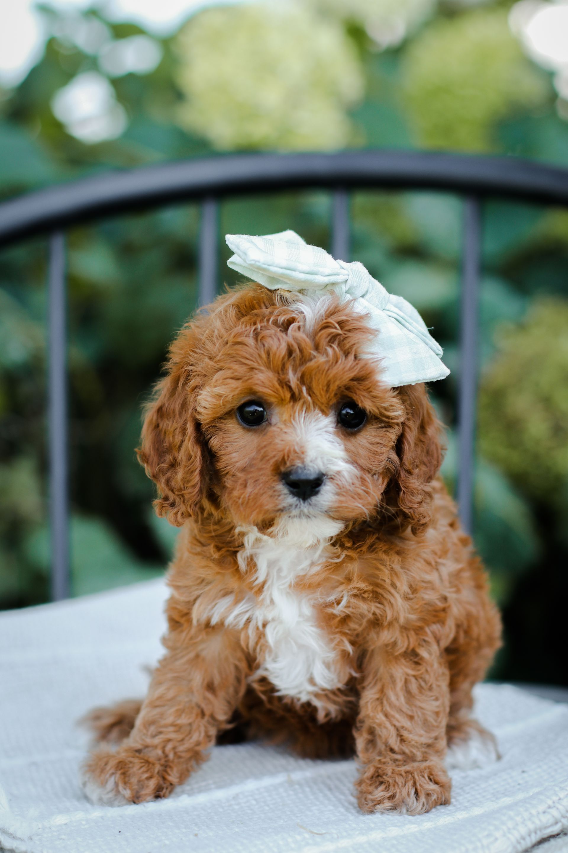 Cavapoo, Cavapoo puppy, cavapoo puppies for sale, Cavapoo for adoption, cavapoo breeder, cavapoo puppies for sale near me