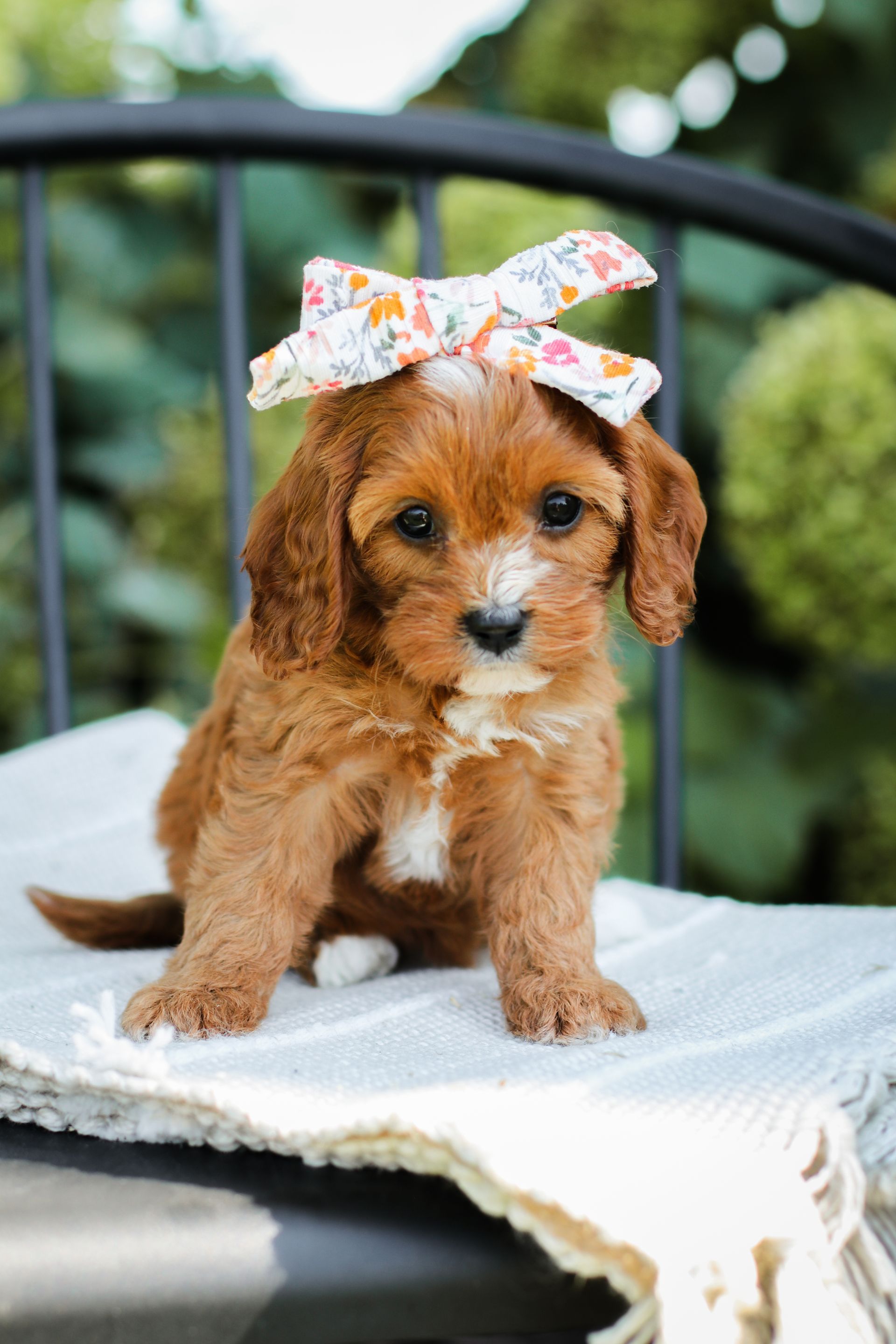 Cavapoo, Cavapoo puppy, cavapoo puppies for sale, Cavapoo for adoption, cavapoo breeder, cavapoo puppies for sale near me