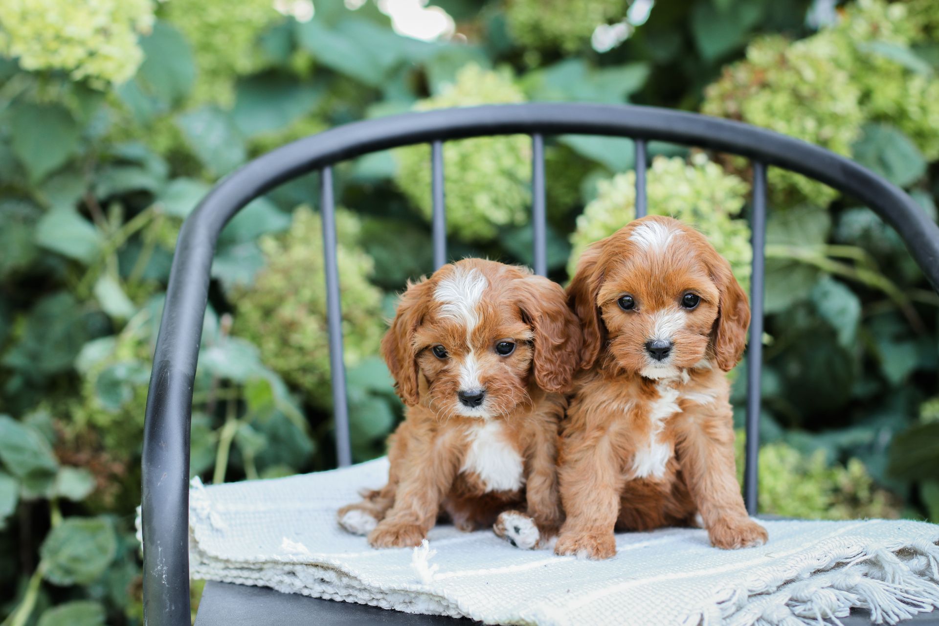 Cavapoo Puppies for sale, Cavapoo breeder, Cavapoo Puppy, Toy Cavapoo Puppies, Mini Cavapoo Puppies