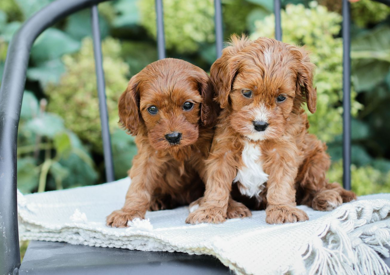 Cavapoo Puppies for sale, available Cavapoo Puppies, Cavapoo, Cavapoo puppies near me, puppies for sale, Cavapoo Breeder