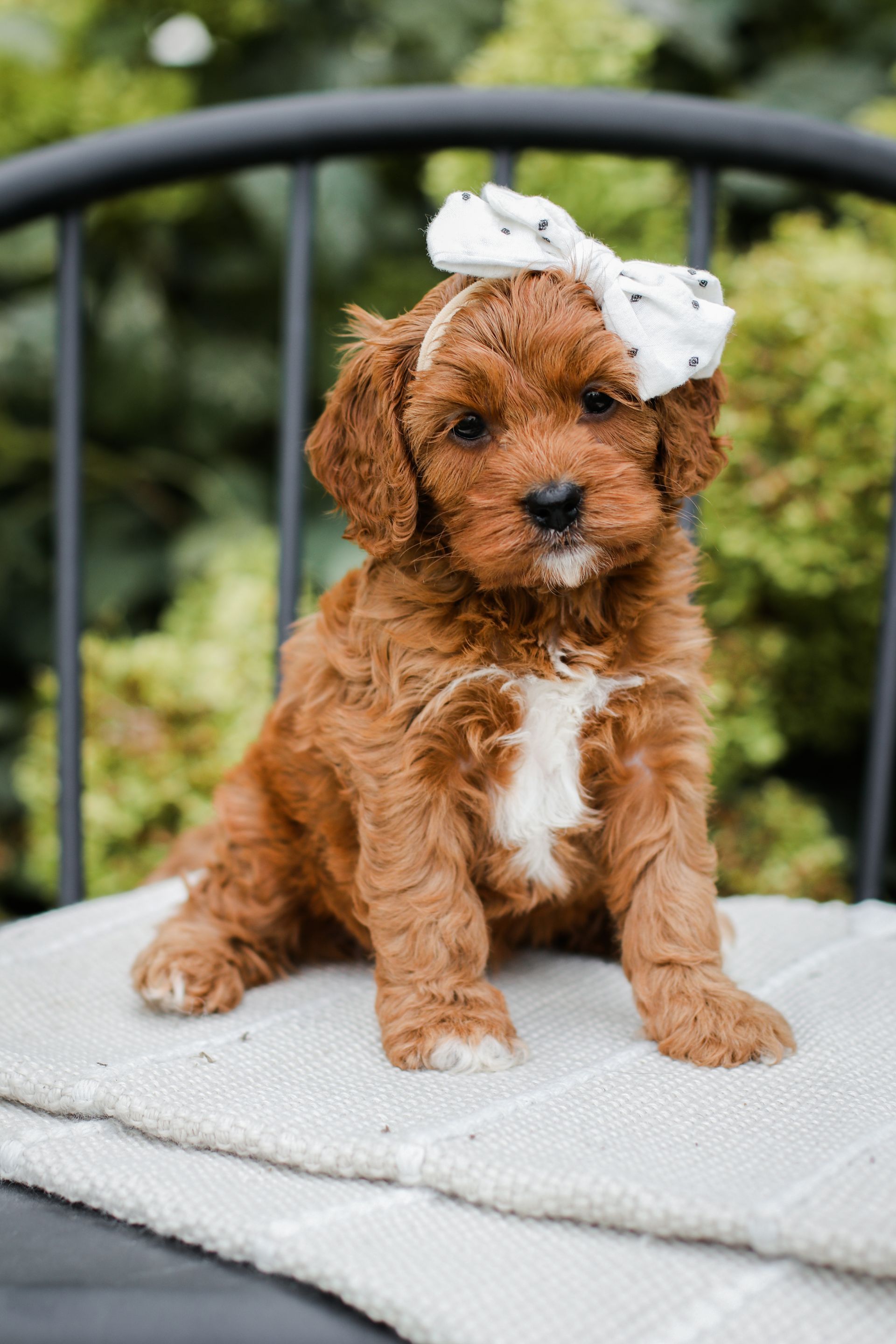 Cavapoo Puppies for sale, available Cavapoo Puppies, Cavapoo, Cavapoo puppies near me, puppies for sale, Cavapoo Breeder