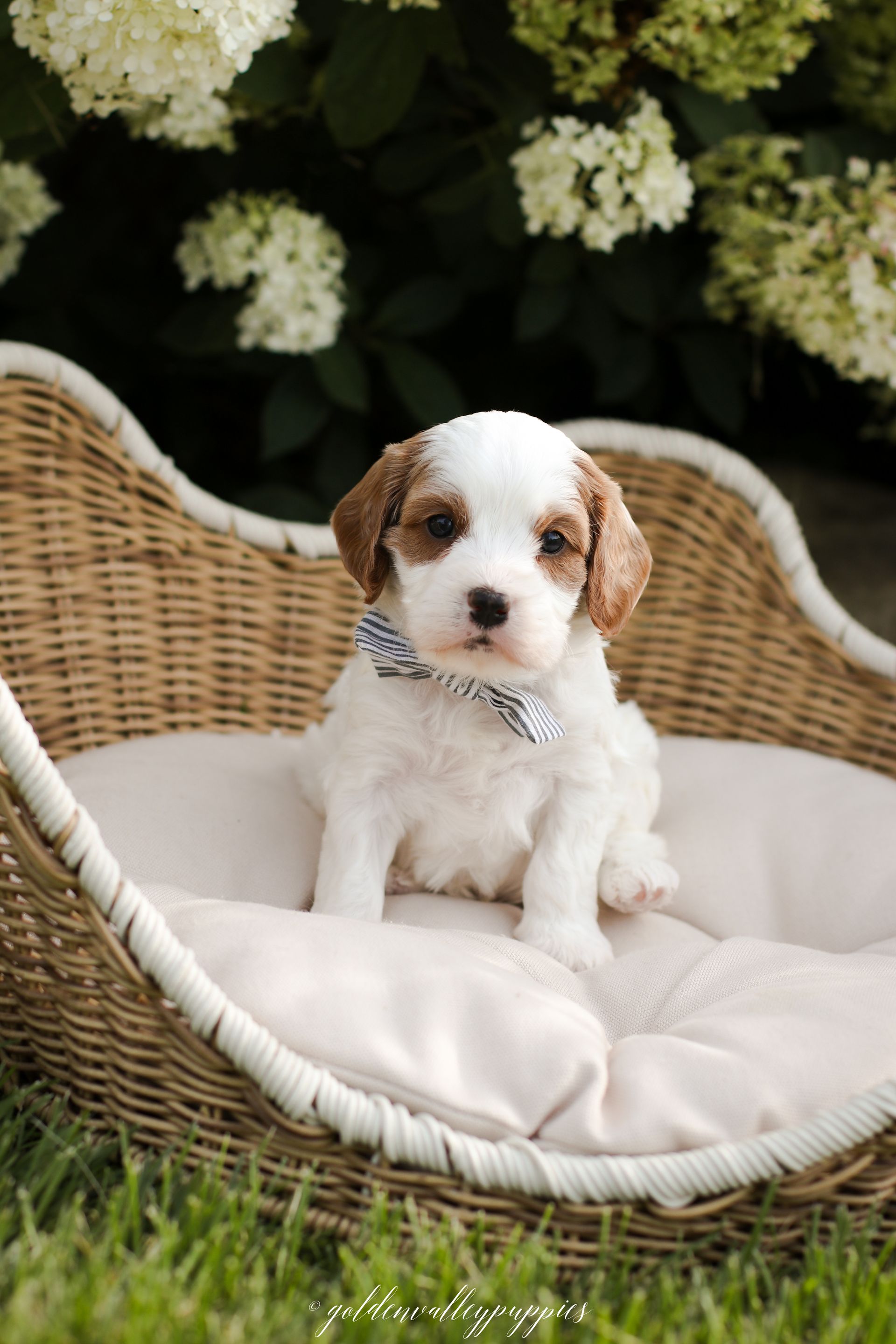 Cavapoo Puppies, Cavapoo Puppy, Cavapoo Puppies for sale, Cavapoo Breeder, Puppies for sale, Cavapoo for sale near me