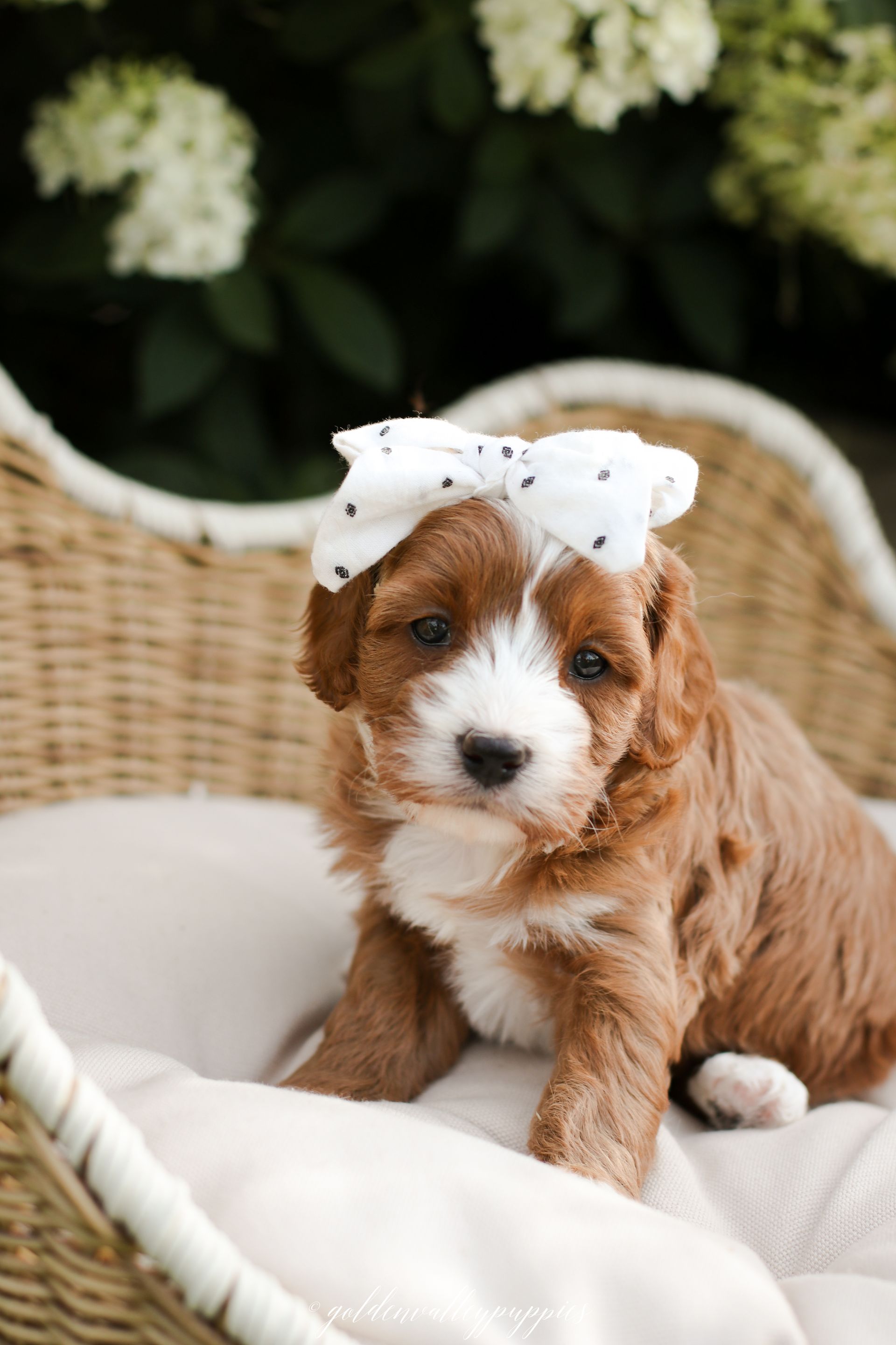 Cavapoo Puppies for sale, Cavapoo breeder, Cavapoo Puppy, Toy Cavapoo Puppies, Mini Cavapoo Puppies
